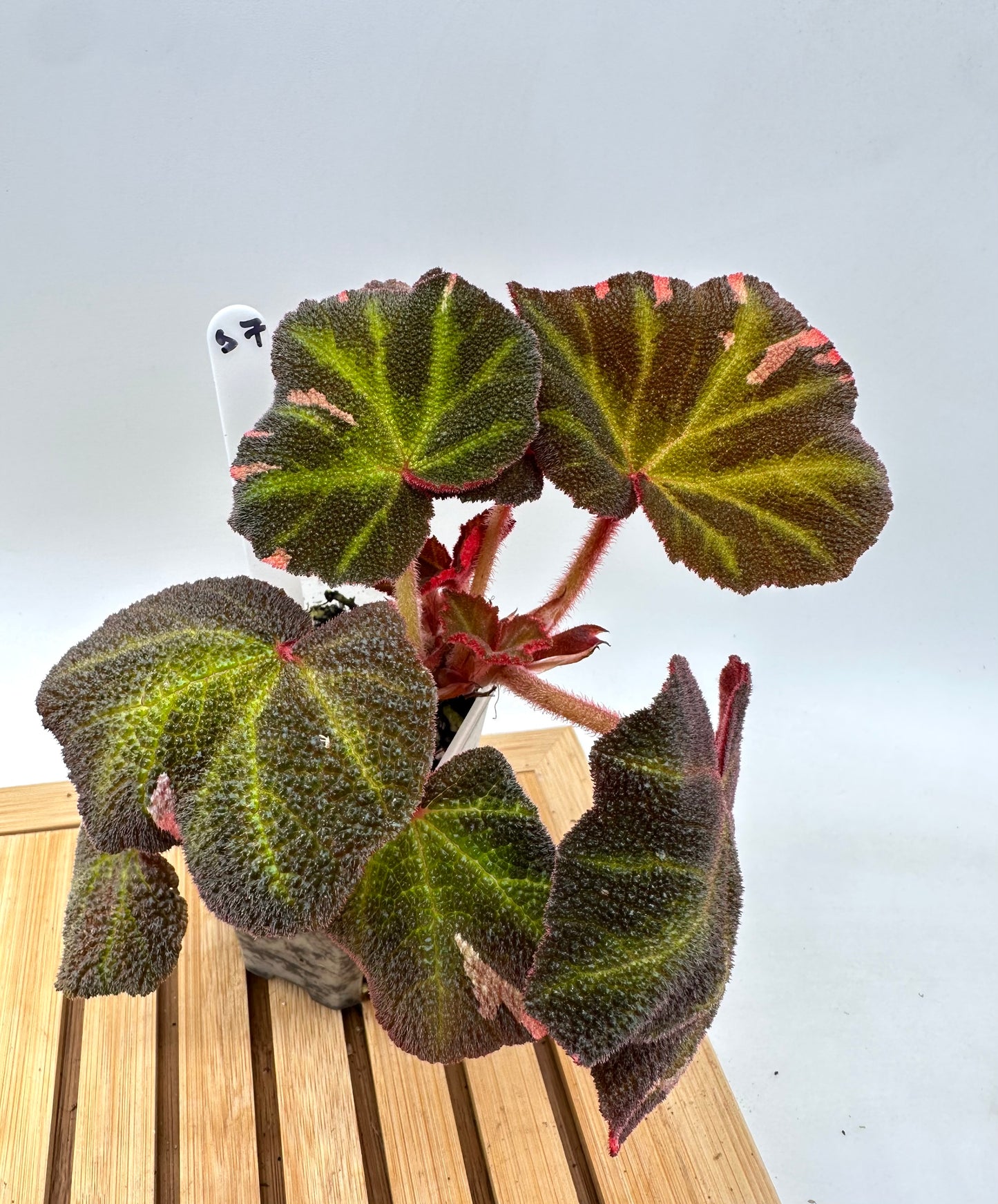 Begonia Soli Mutata Pink Variegated