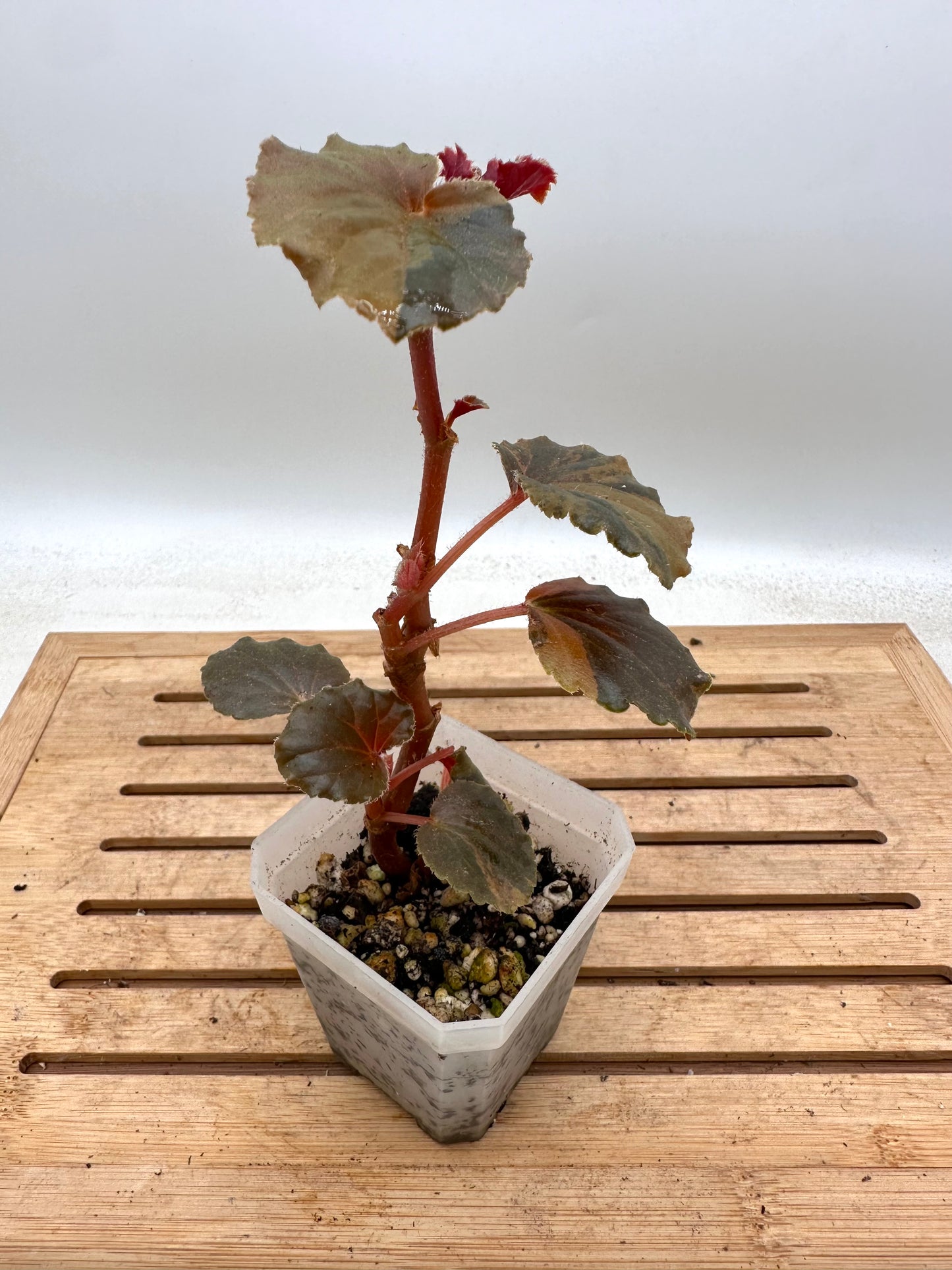 Begonia Cucullata Sp. Aurea Variegated - 5+ Growths - August Sale
