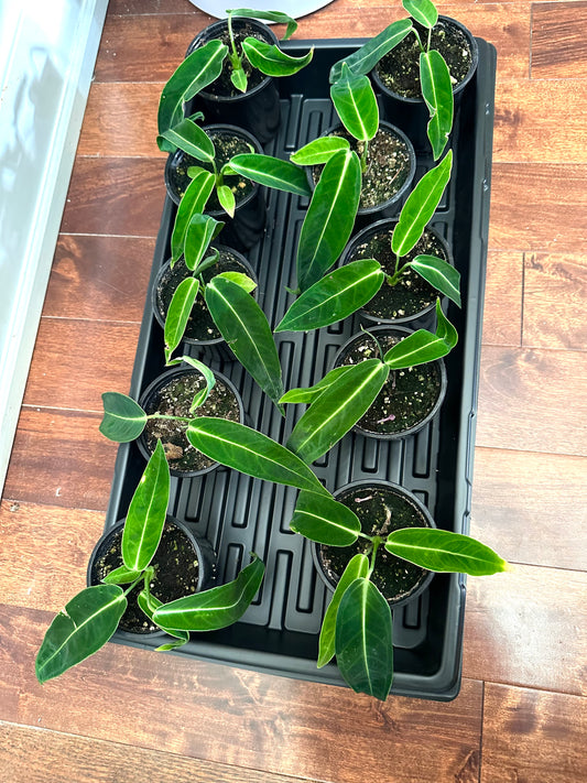 Anthurium Warocquenum Dark Queen - Thanksgiving Sale 💚