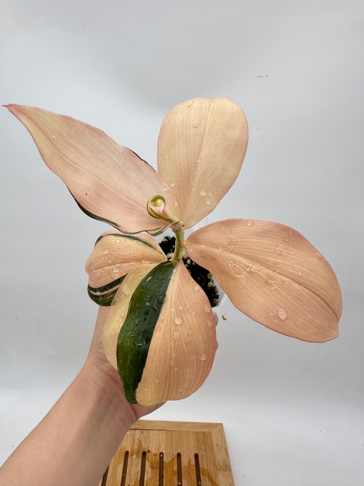 Spiral Ginger Pink Variegated