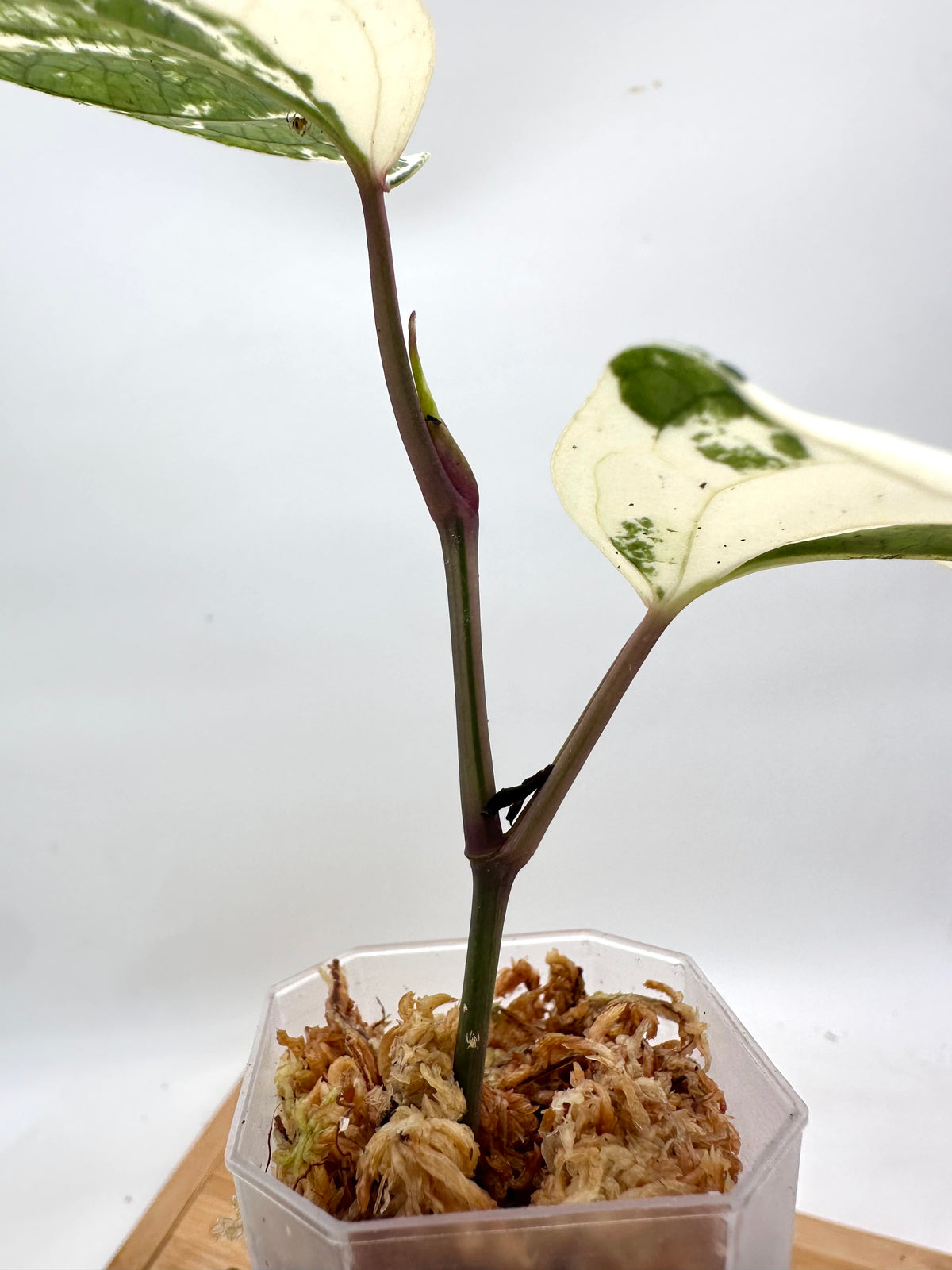 Piper Nigrum Albo Variegated