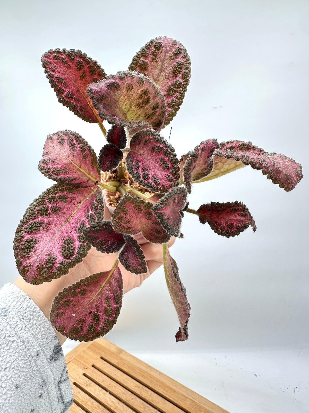 Episcia ‘Pink Acajou’ - Multiple Plants in Each Pot