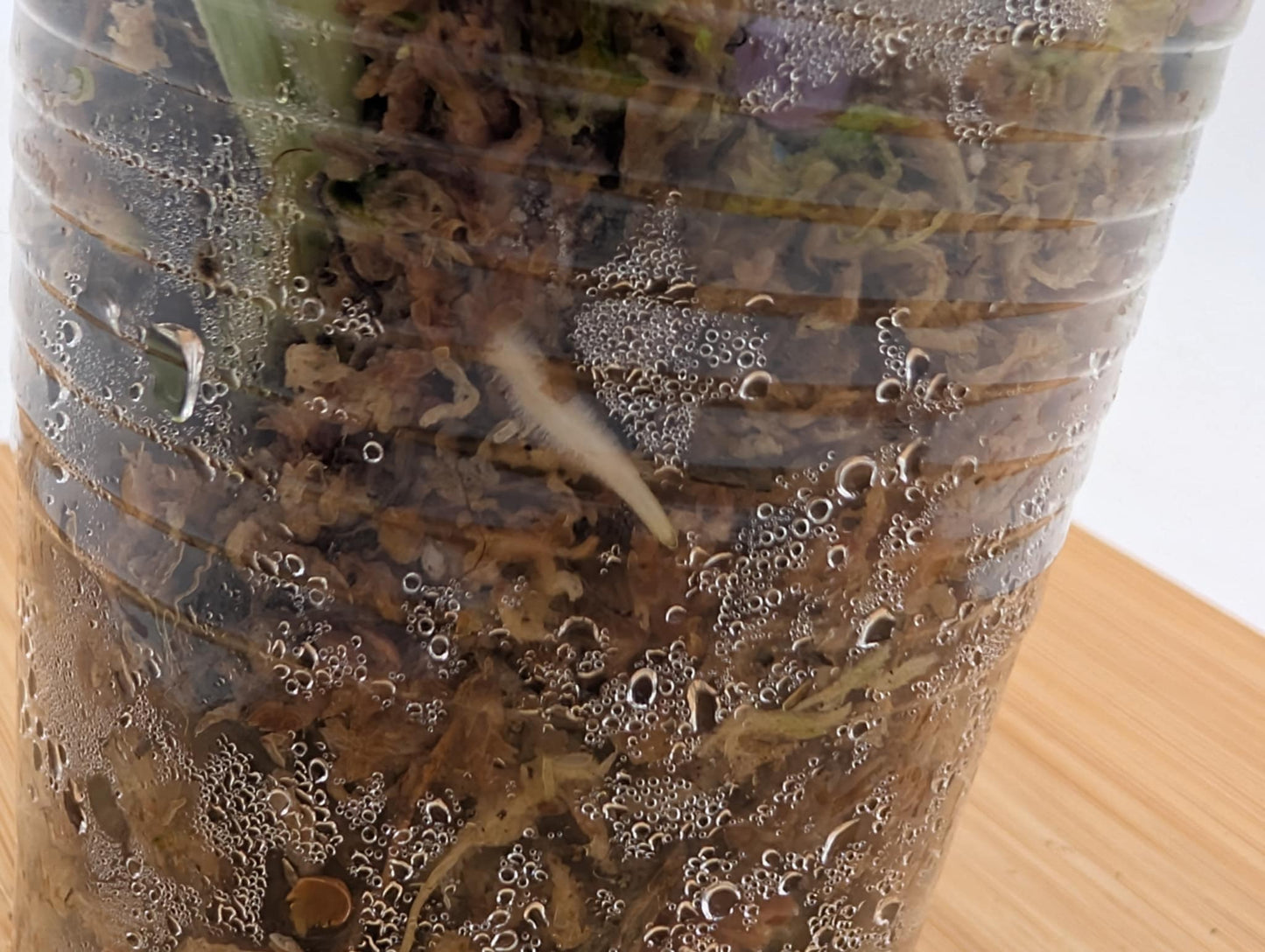 Scindapsus Mayari Variegated