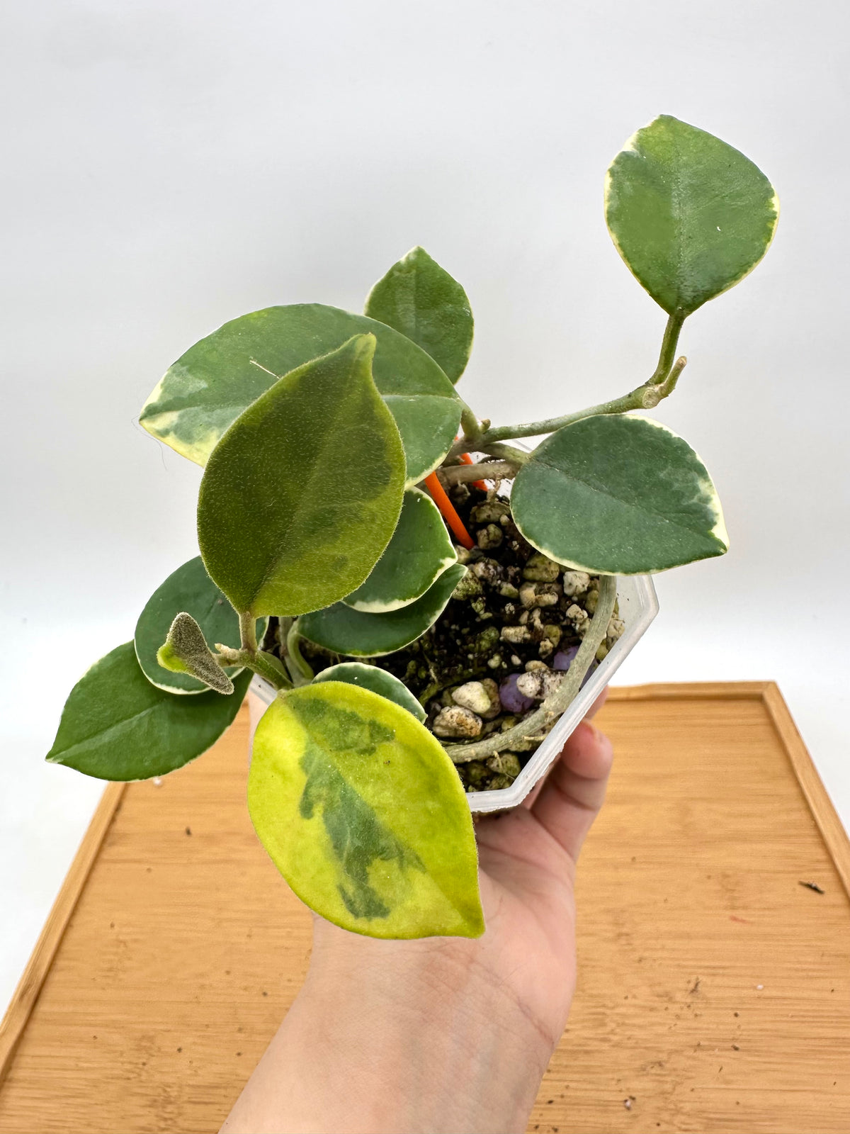 Hoya Australis Albomarginata