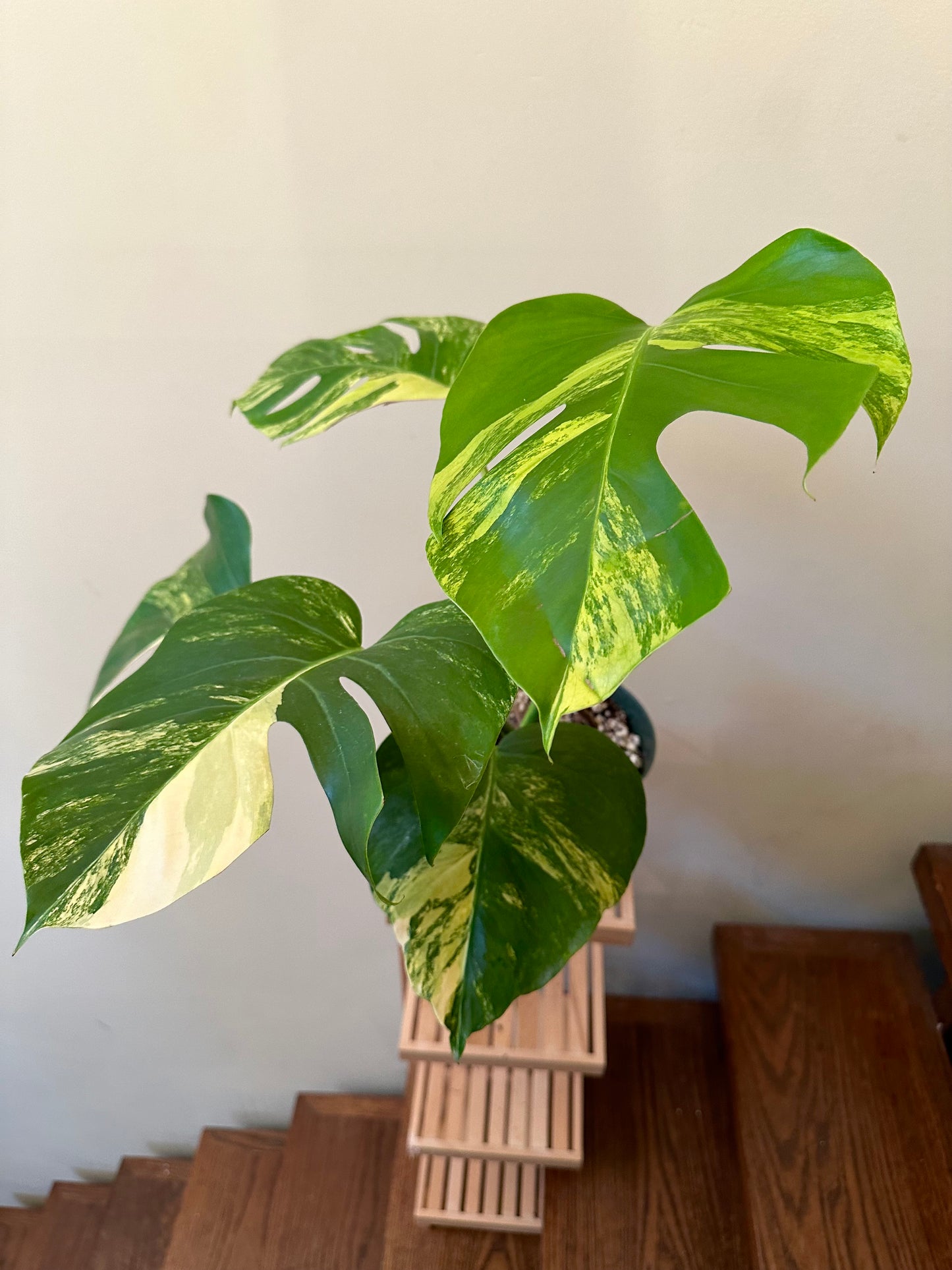 Monstera Aurea