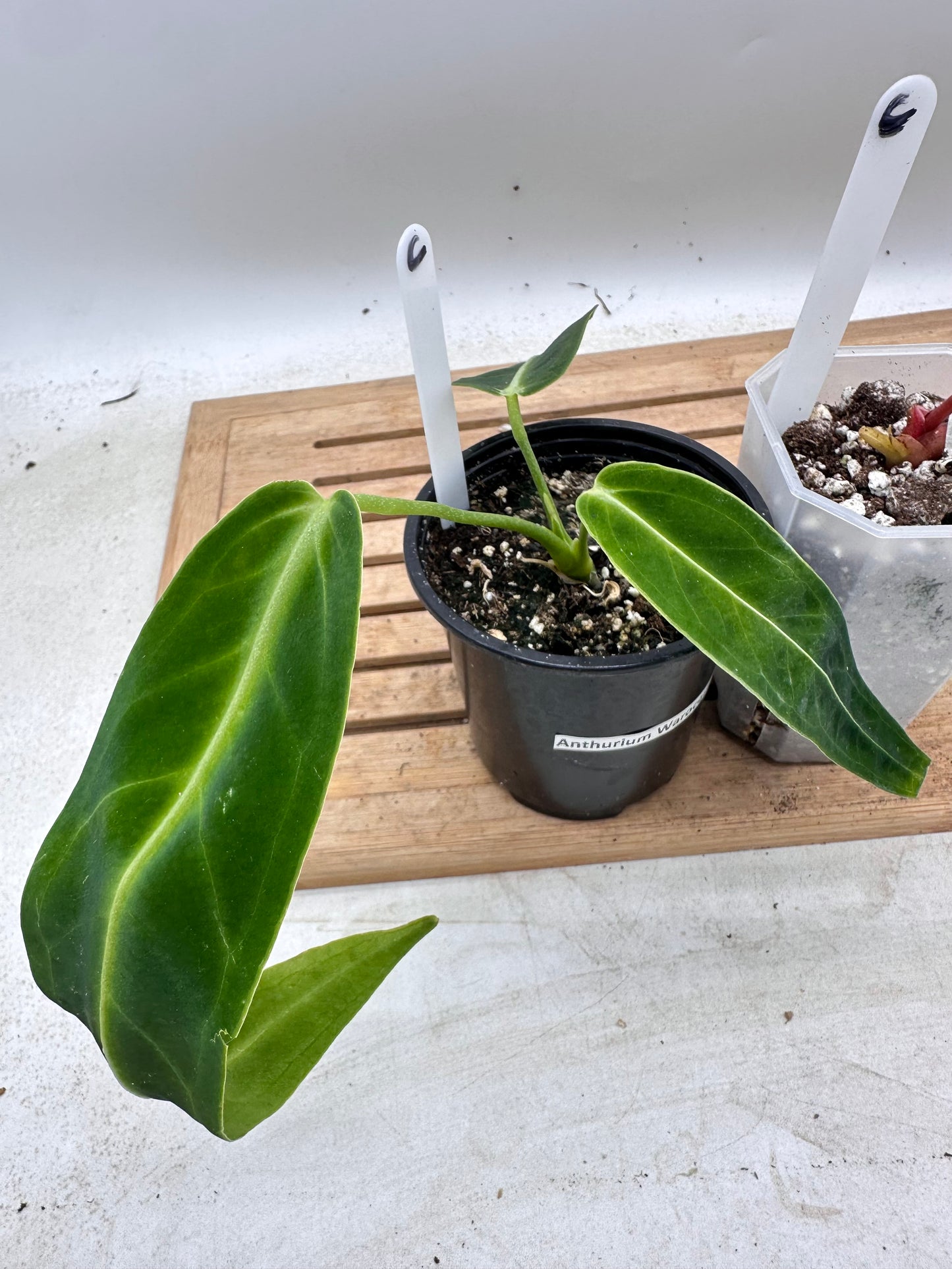 Combo Sale - Anthurium Red Tiger & Warocquenum Queen