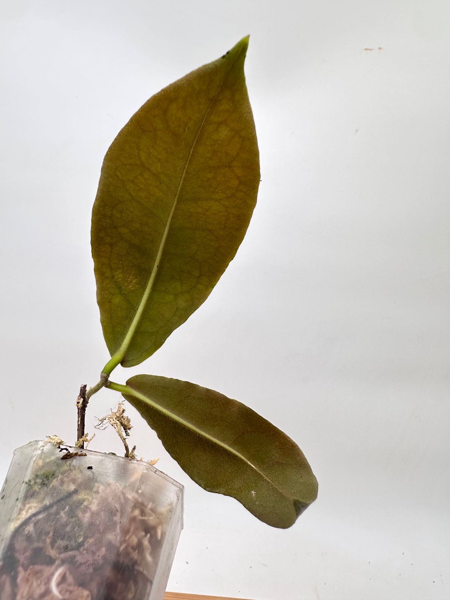 Hoya Versgeetii