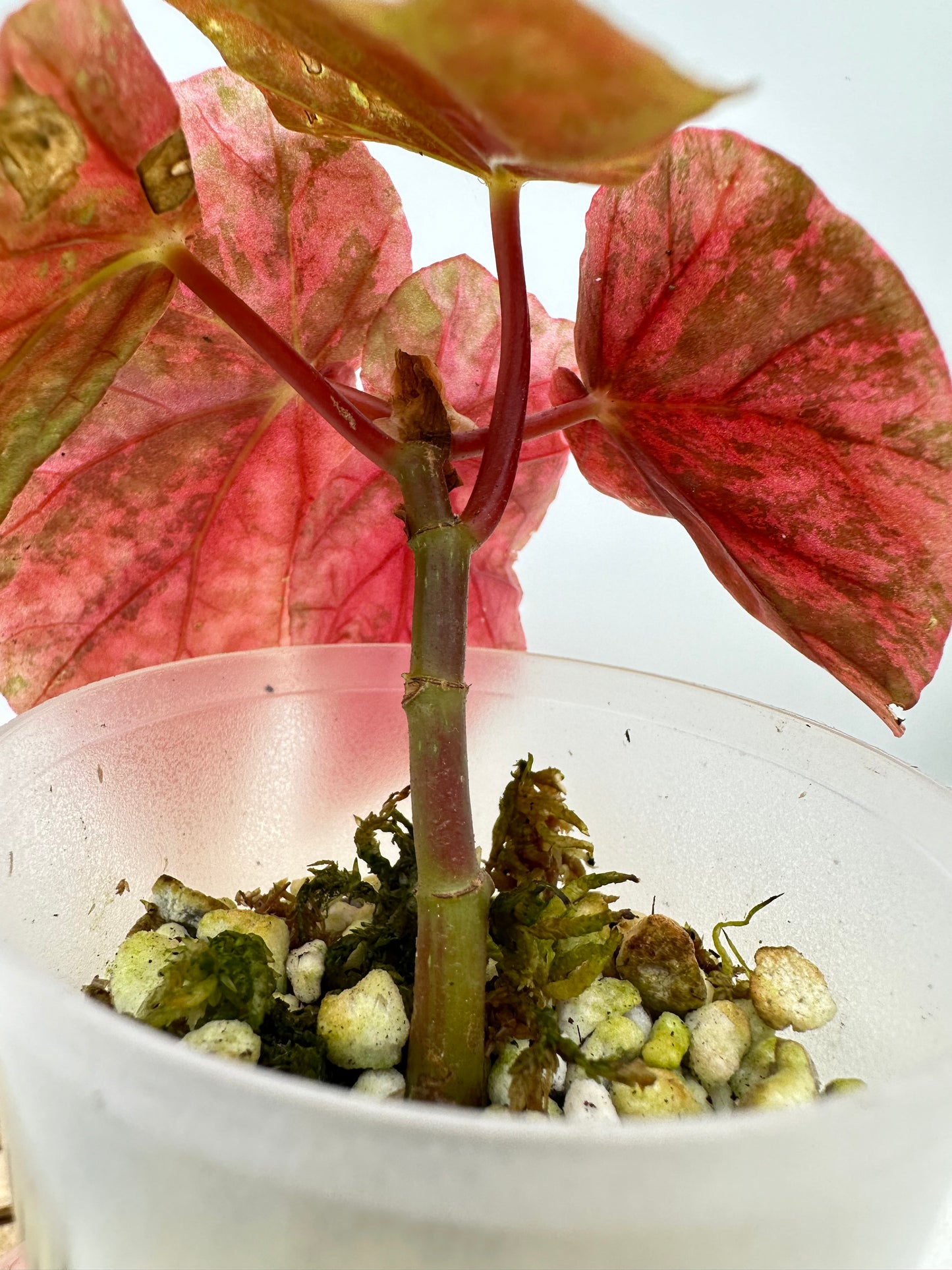 Begonia Snow Capped Variegated