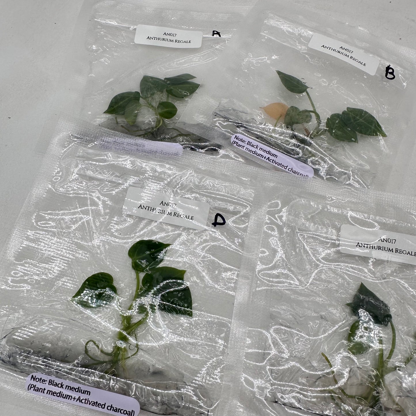 Tissue Culture - Anthurium Regale