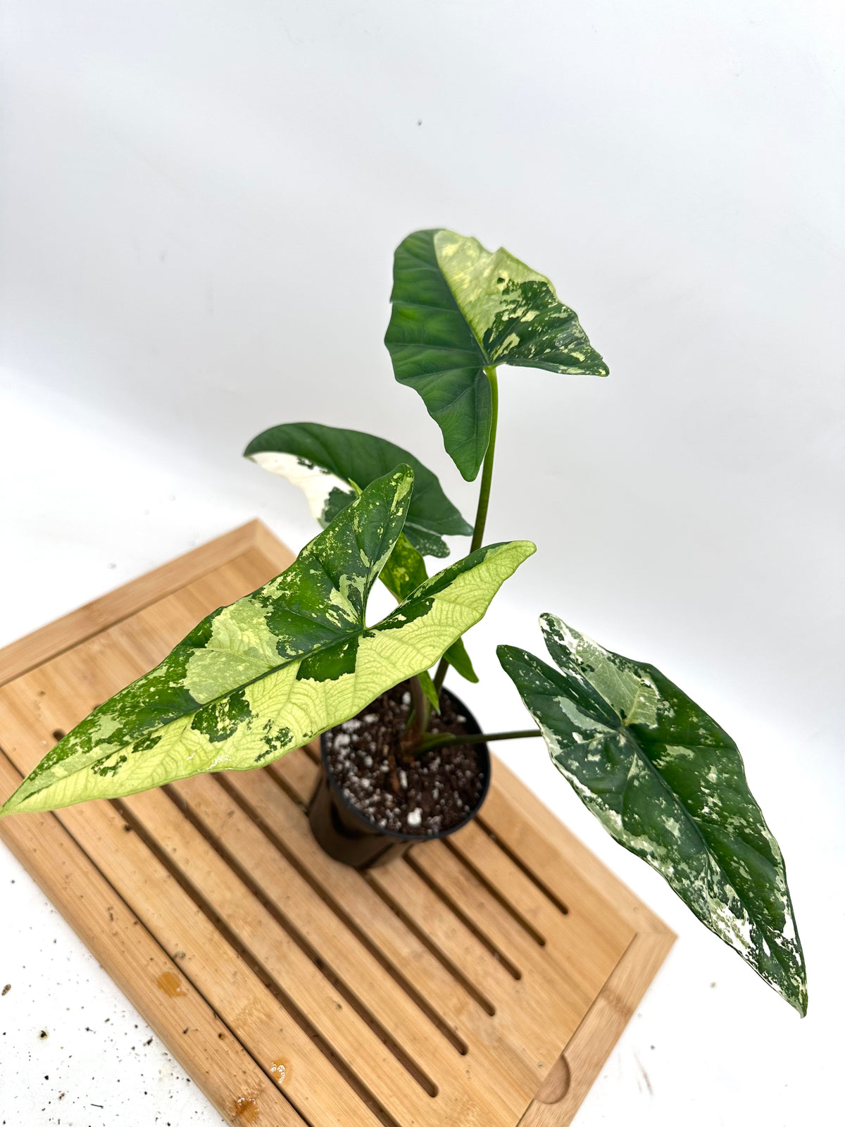 Alocasia Simpo Albo Variegated