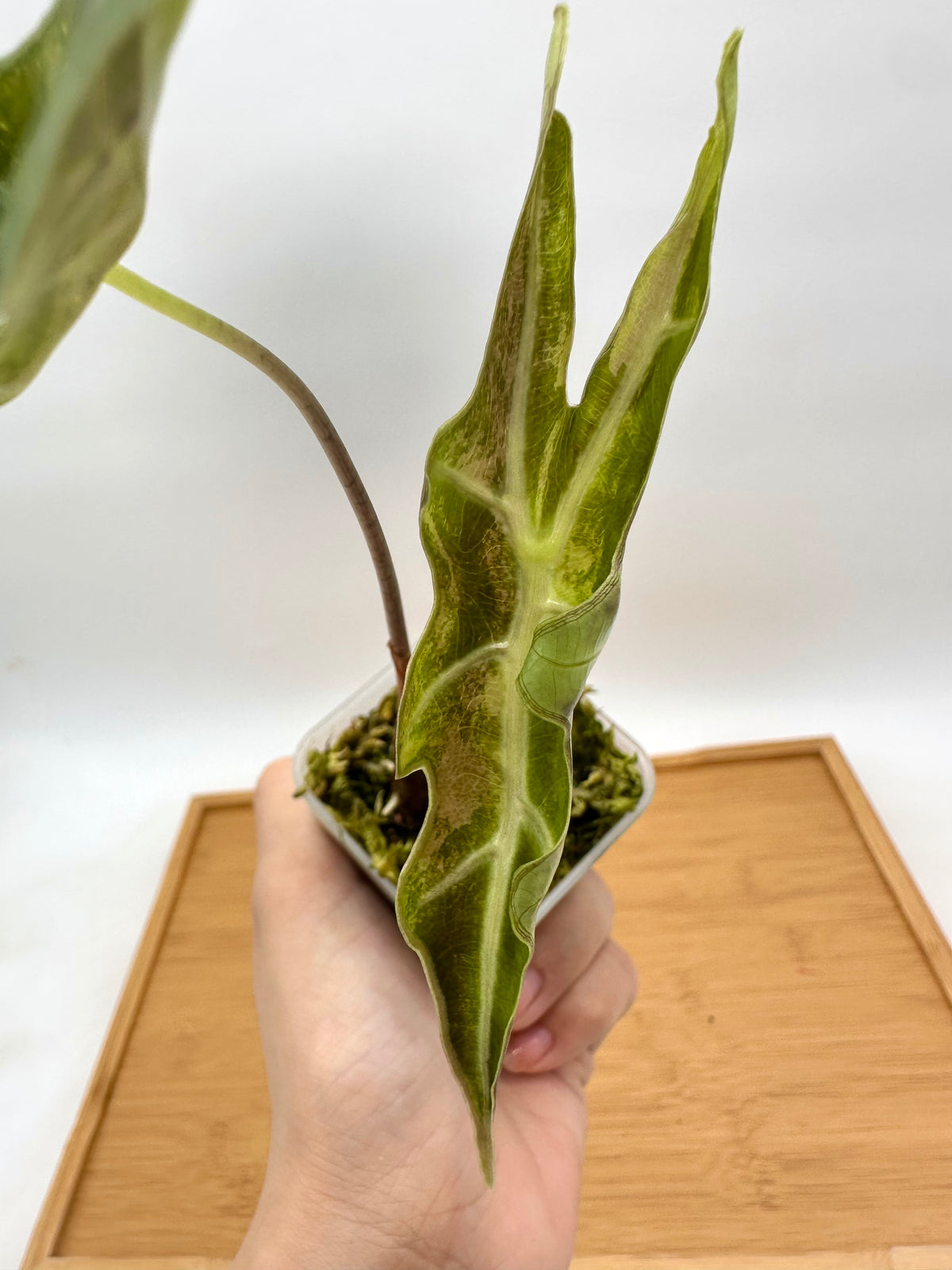 Alocasia Nobilis Variegated