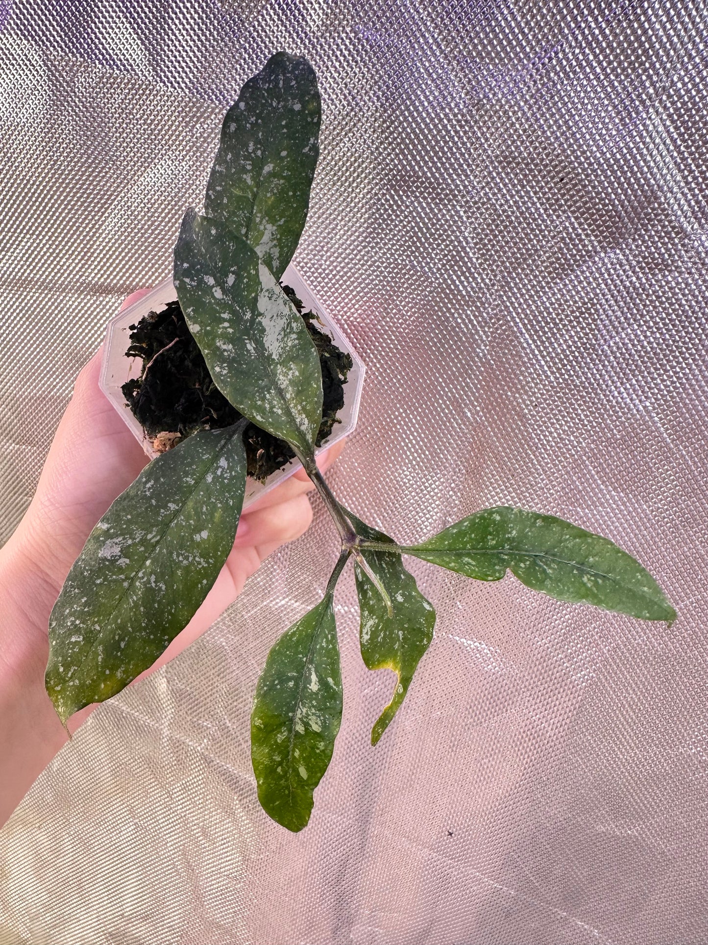 Hoya Multiflora Splash