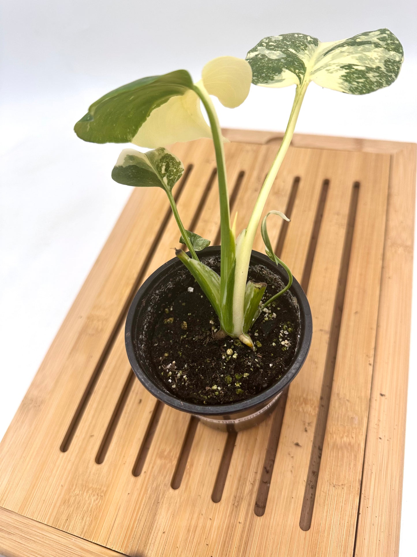 Monstera Thai Constellation - Snow White Pattern