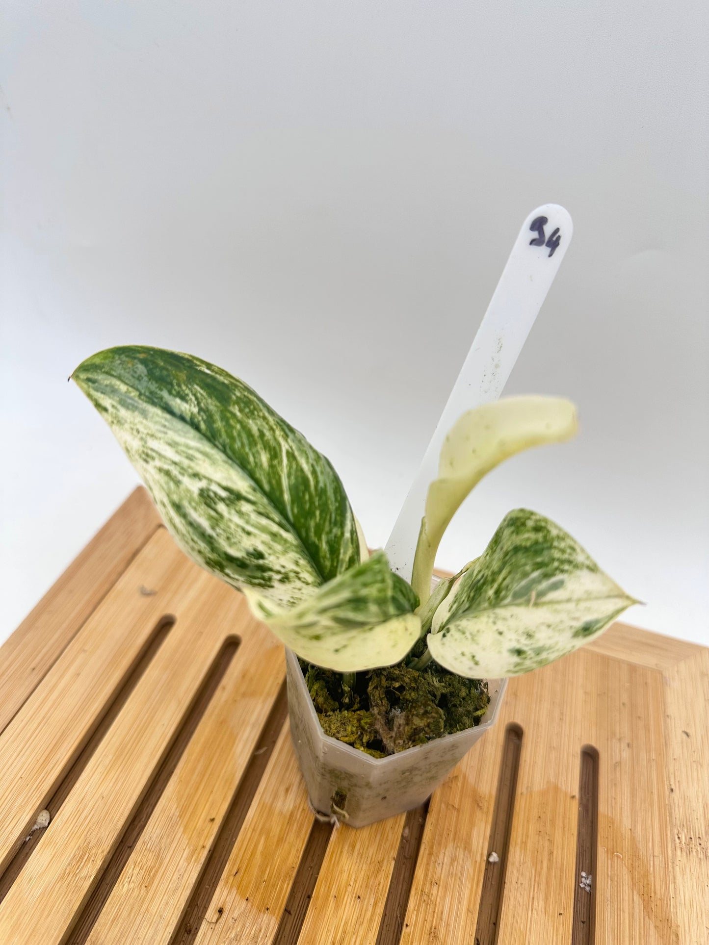 Scindapsus Treubii White Marble