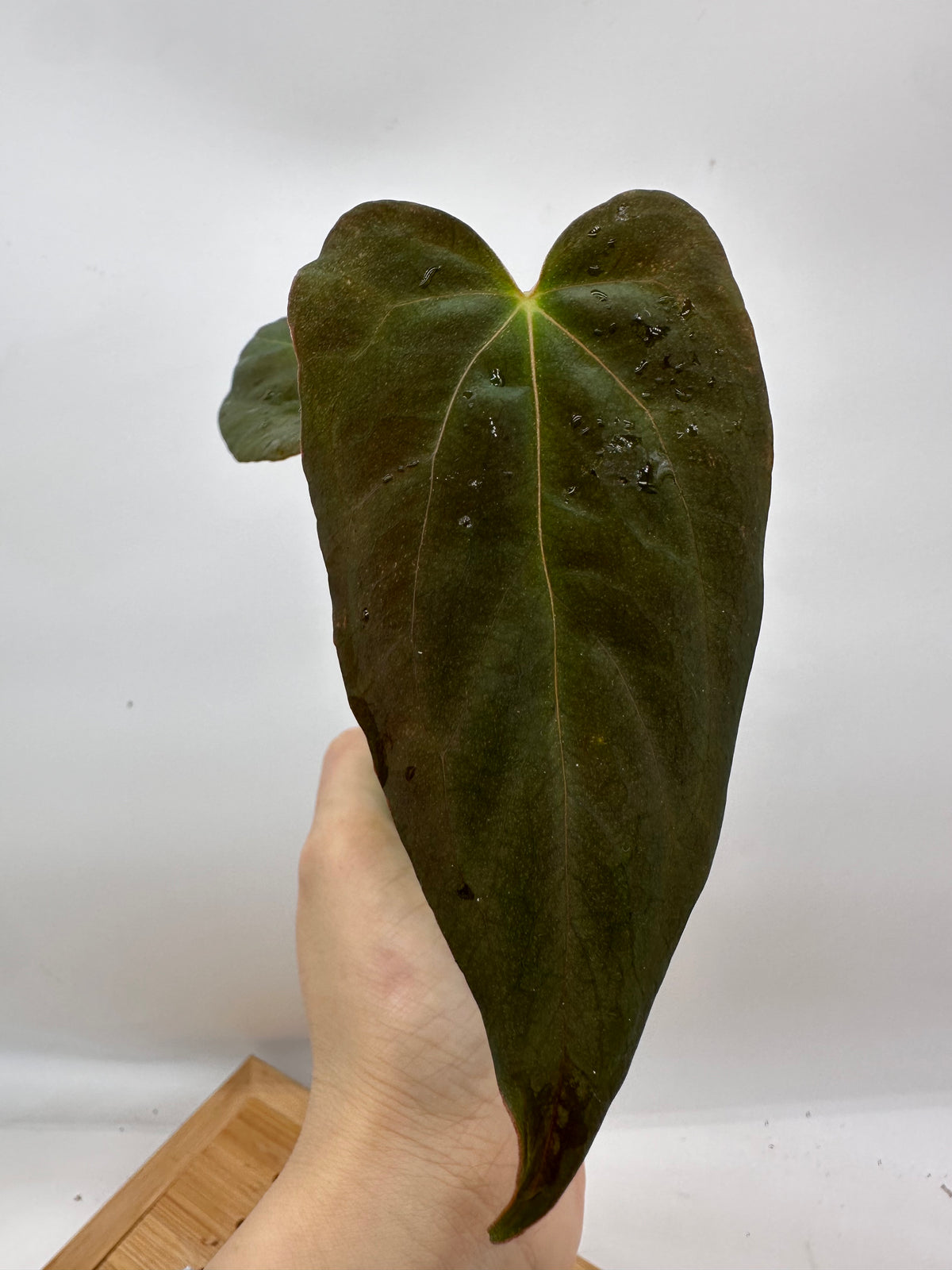 Anthurium Dark Phoenix x Fosterman