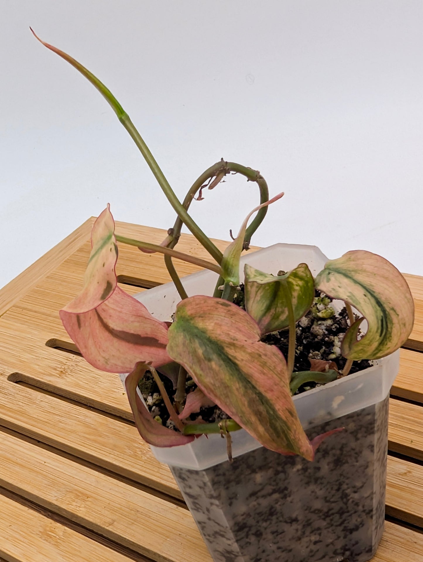 Philodendron Micans Mint Pink Variegated
