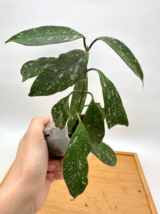 Hoya Multiflora Splash