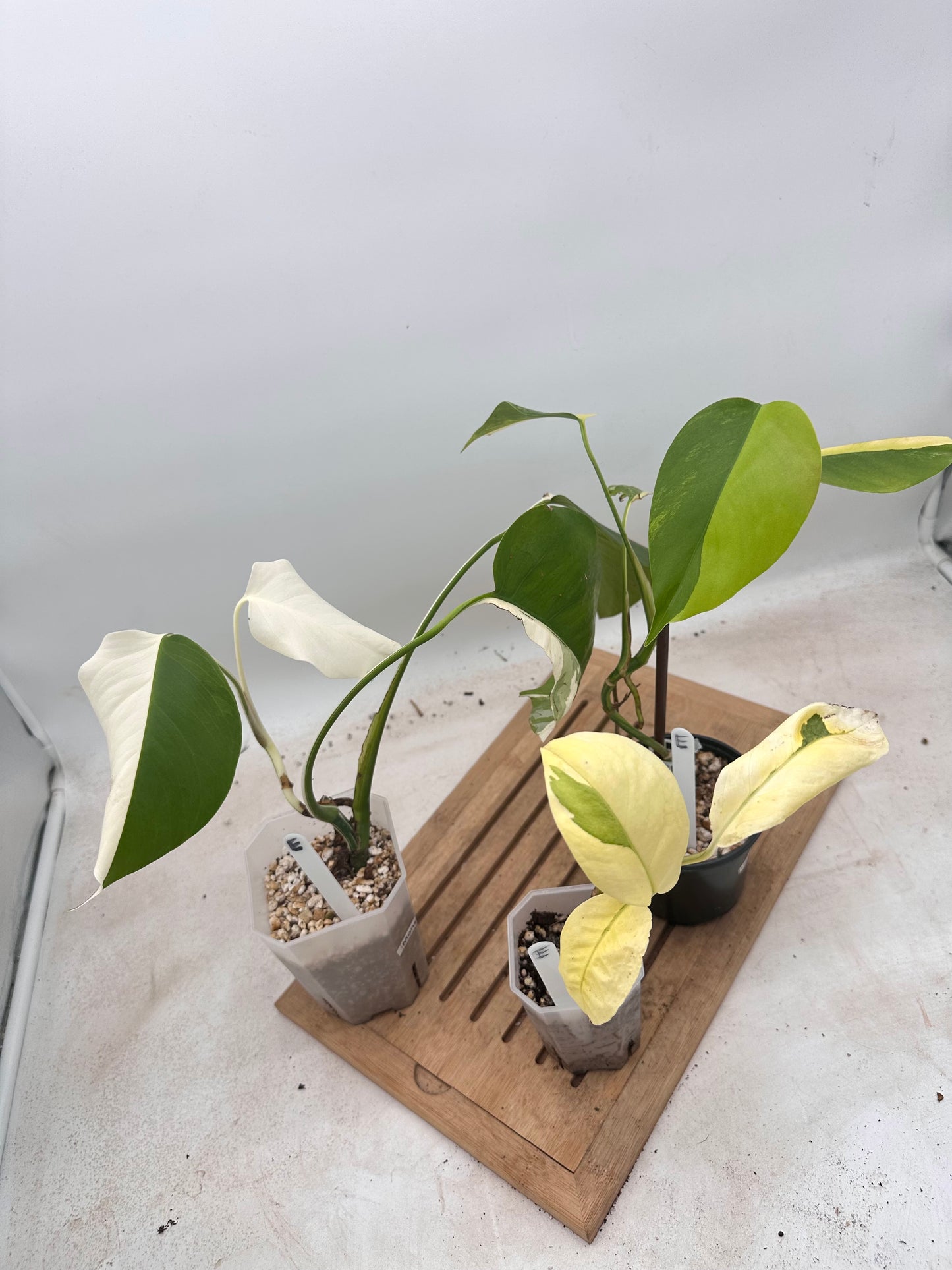 Combo Sale - Monstera Borsigiana Albo & Lechleriana Albo & Borsiginana Aurea