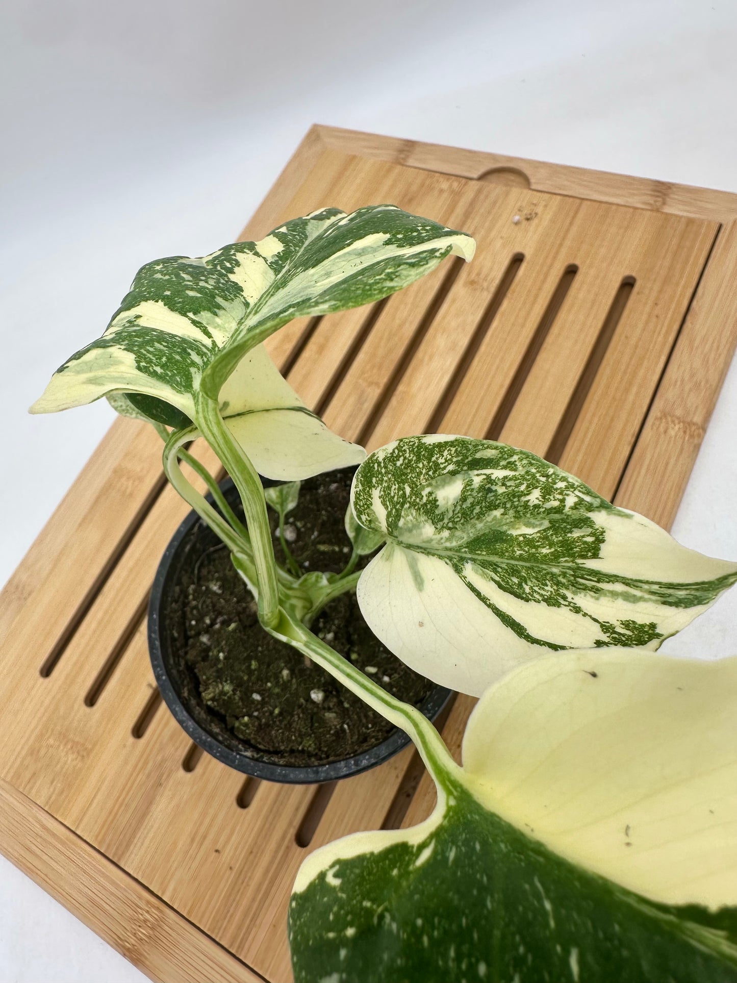 Monstera Thai Constellation - Snow White Pattern