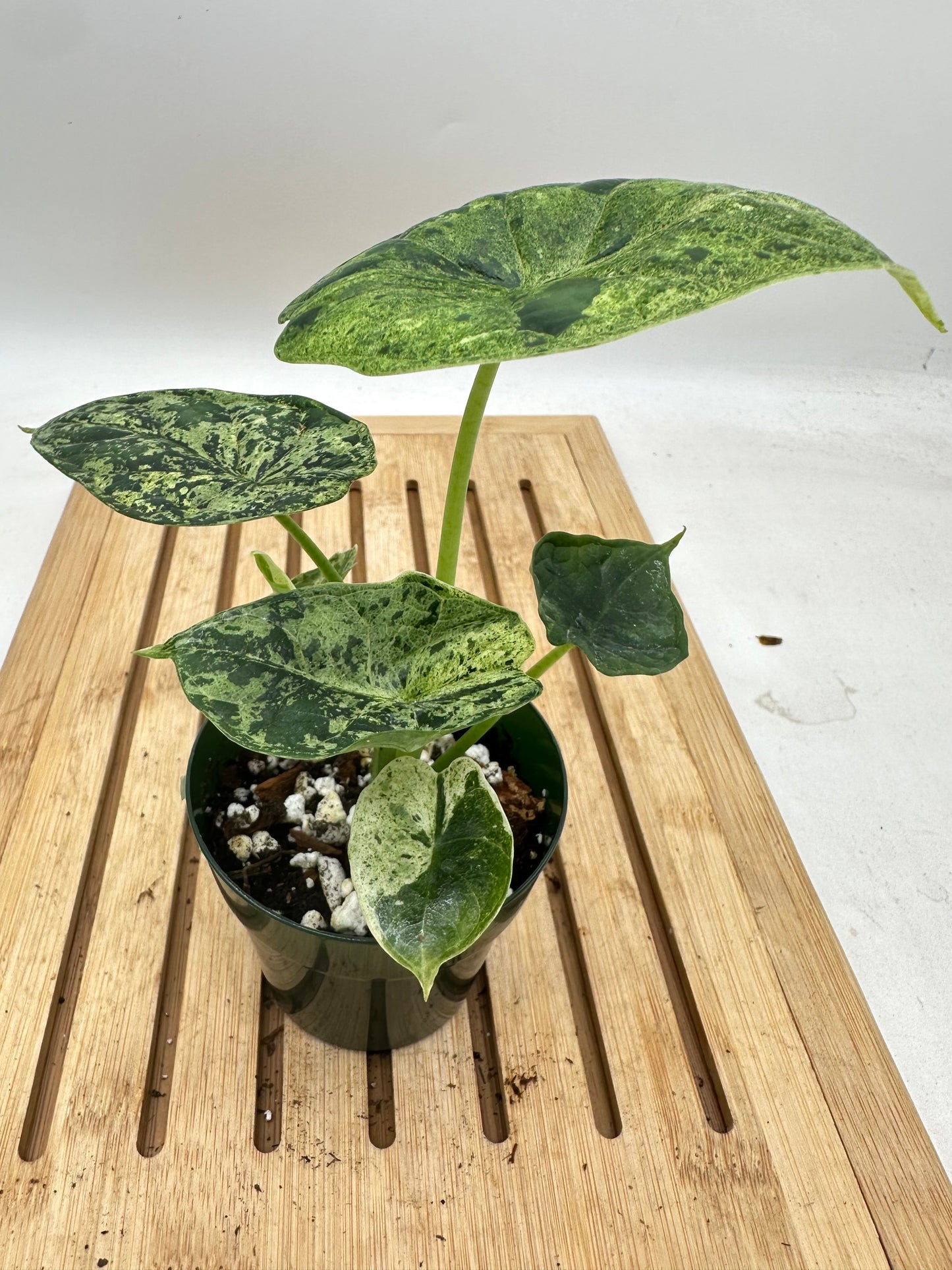 Alocasia Dragon Scale Mint