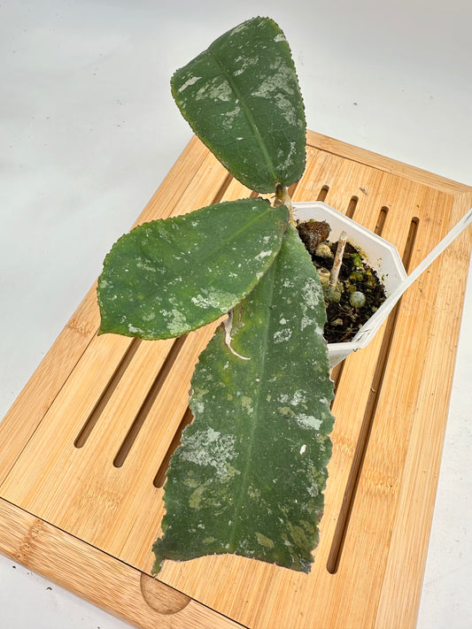 Hoya Undulata Splash - 034