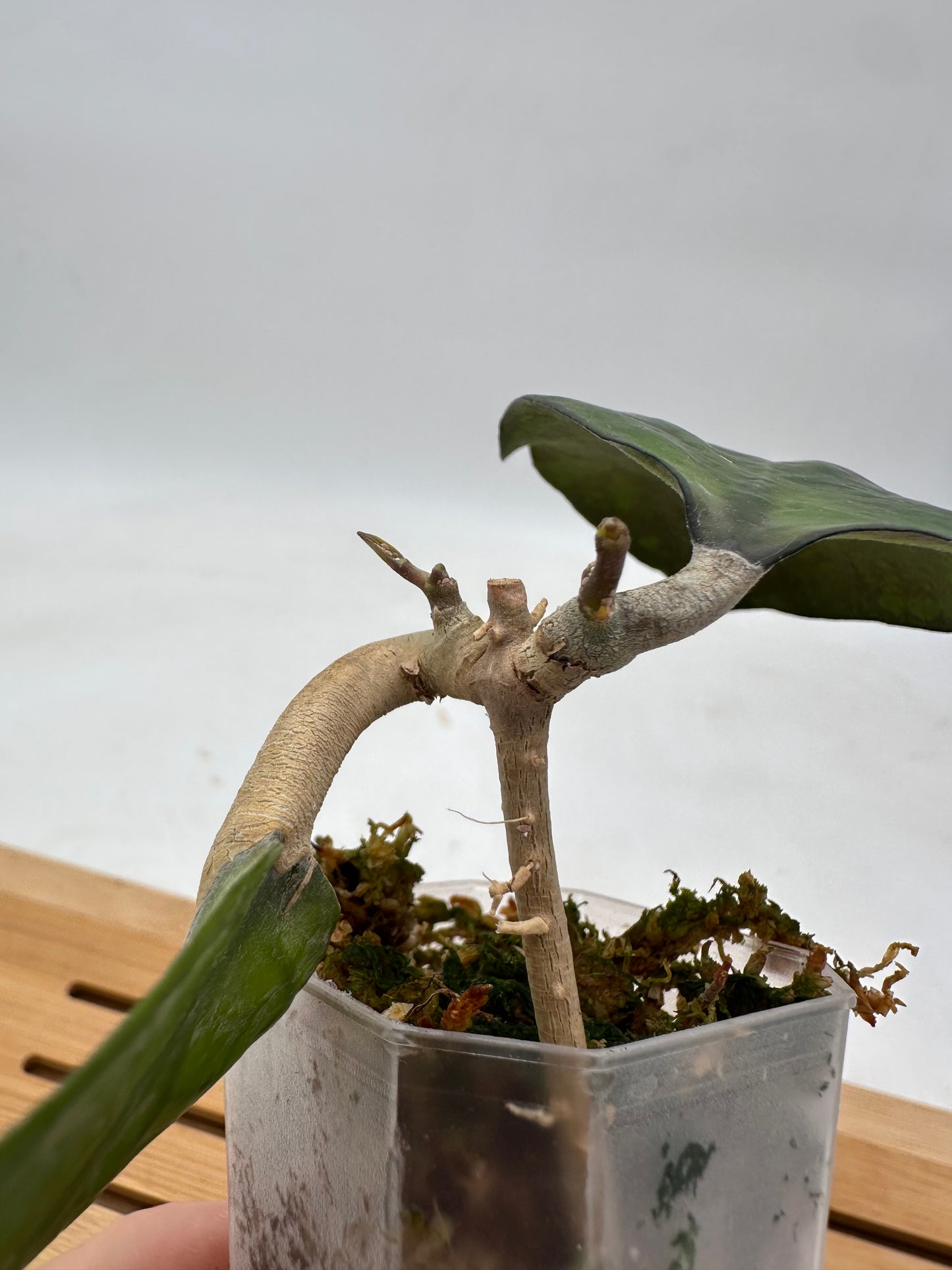 Hoya Ricardo