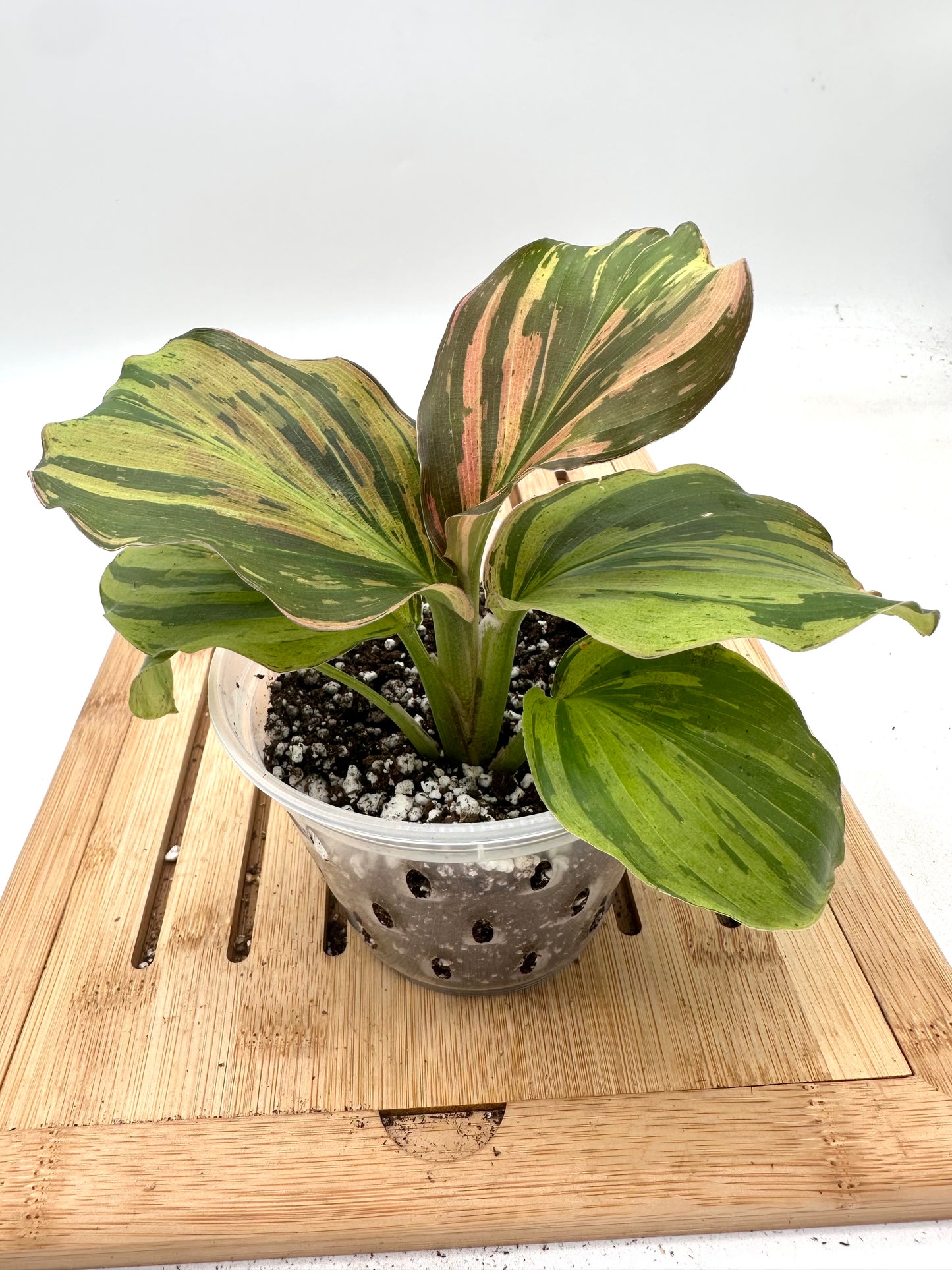 Thanksgiving Sales - Variegated Kaempferia