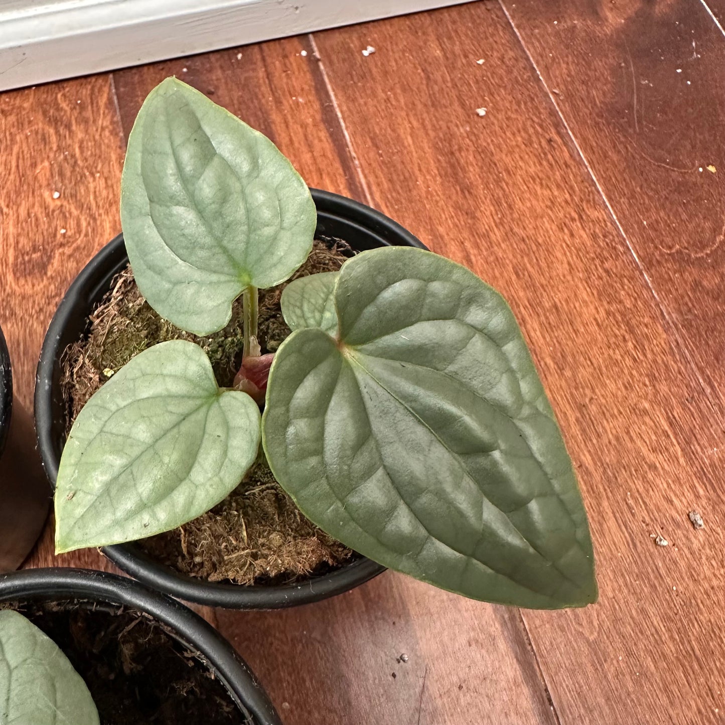 Anthurium Luxurians Platinum