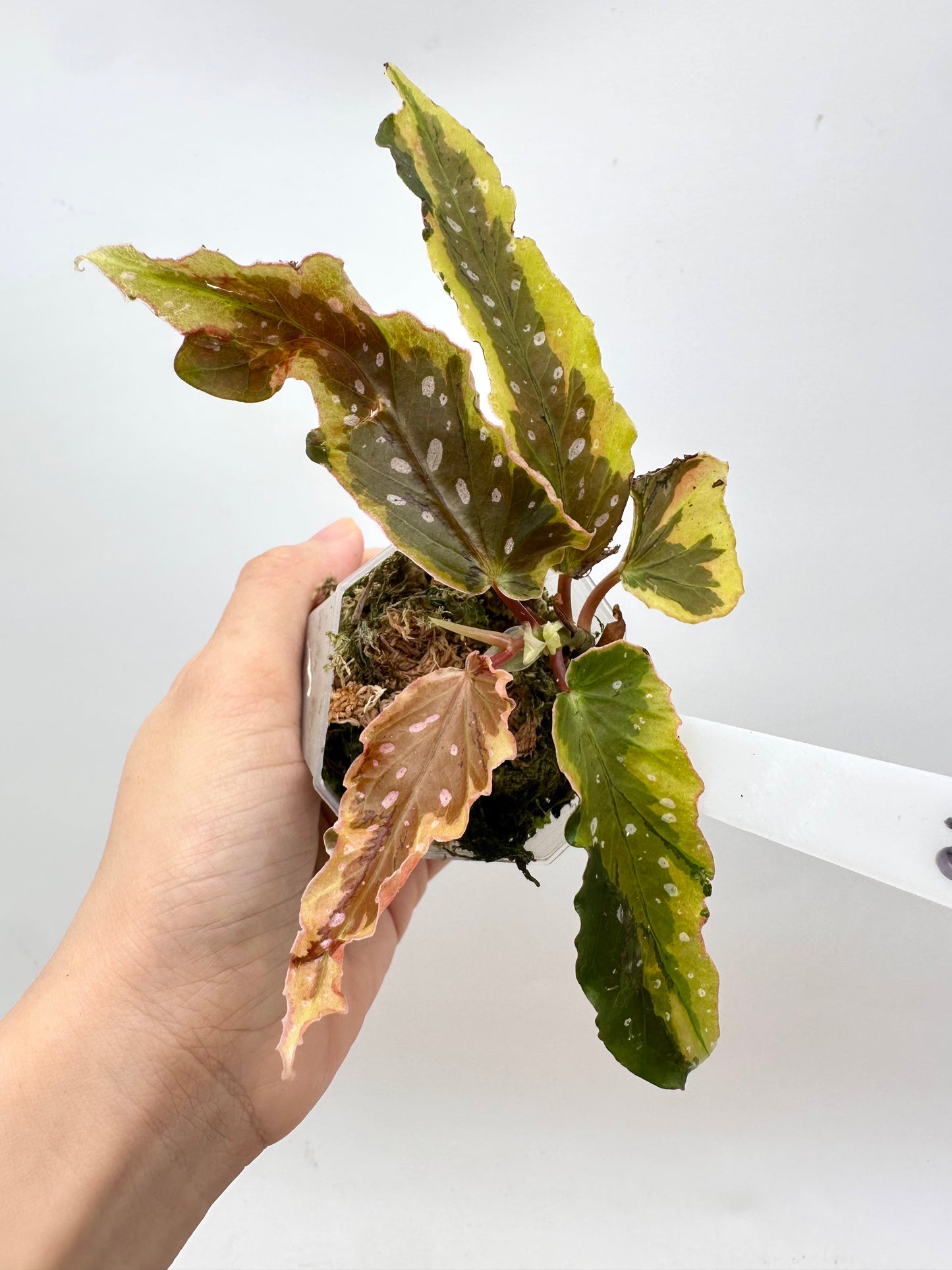 Begonia Dainty Spray Variegated
