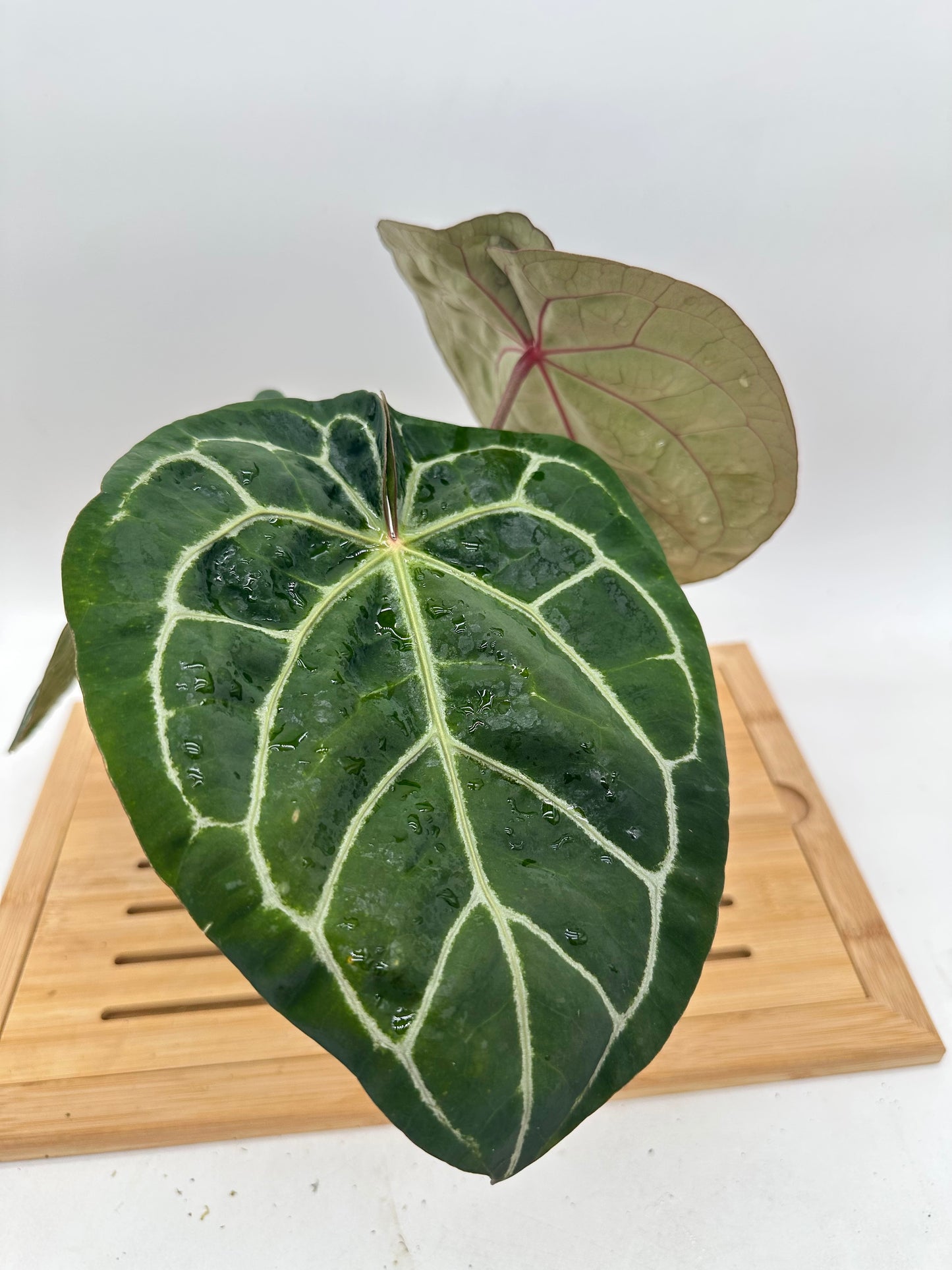 Anthurium Tim Anderson Memorial - Size Large