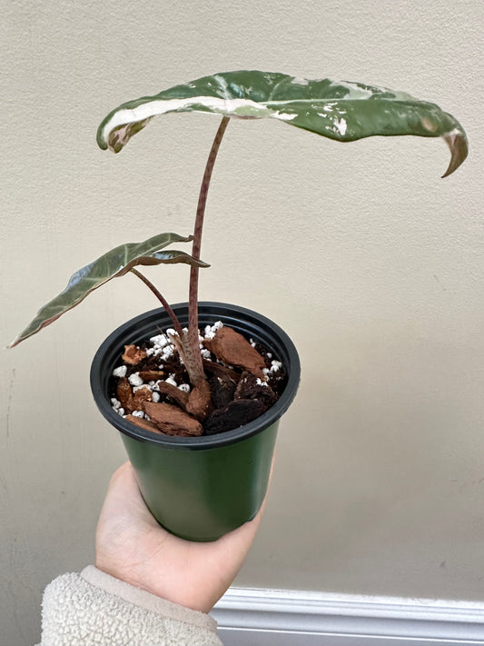 Alocasia Sanderiana Albo/Pink variegated