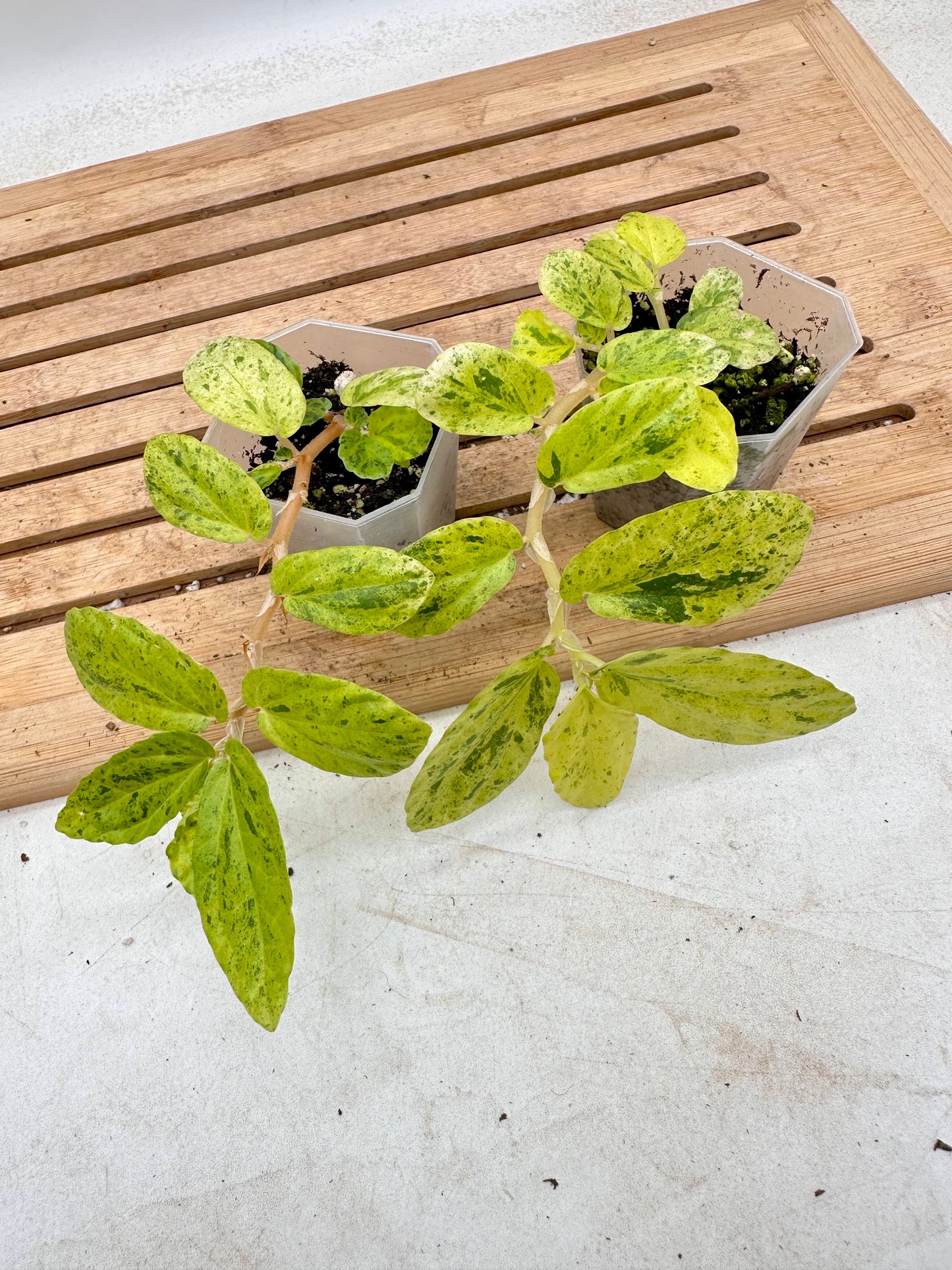 Begonia Watermelon Variegated