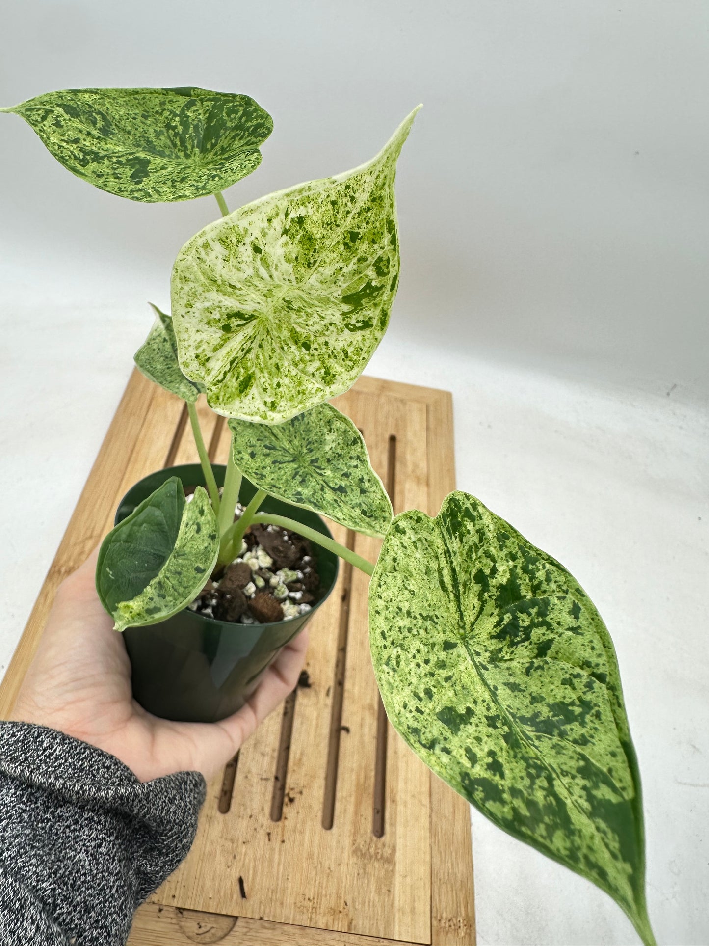 Alocasia Dragon Scale Mint