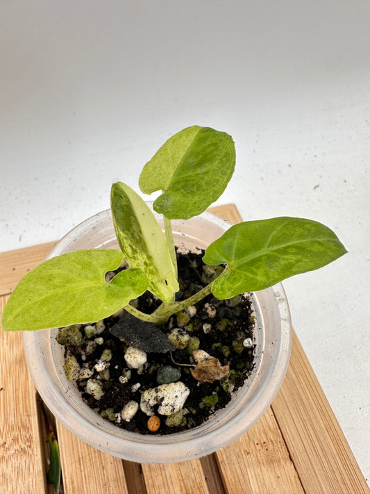 Alocasia Lauterbachiana Variegated