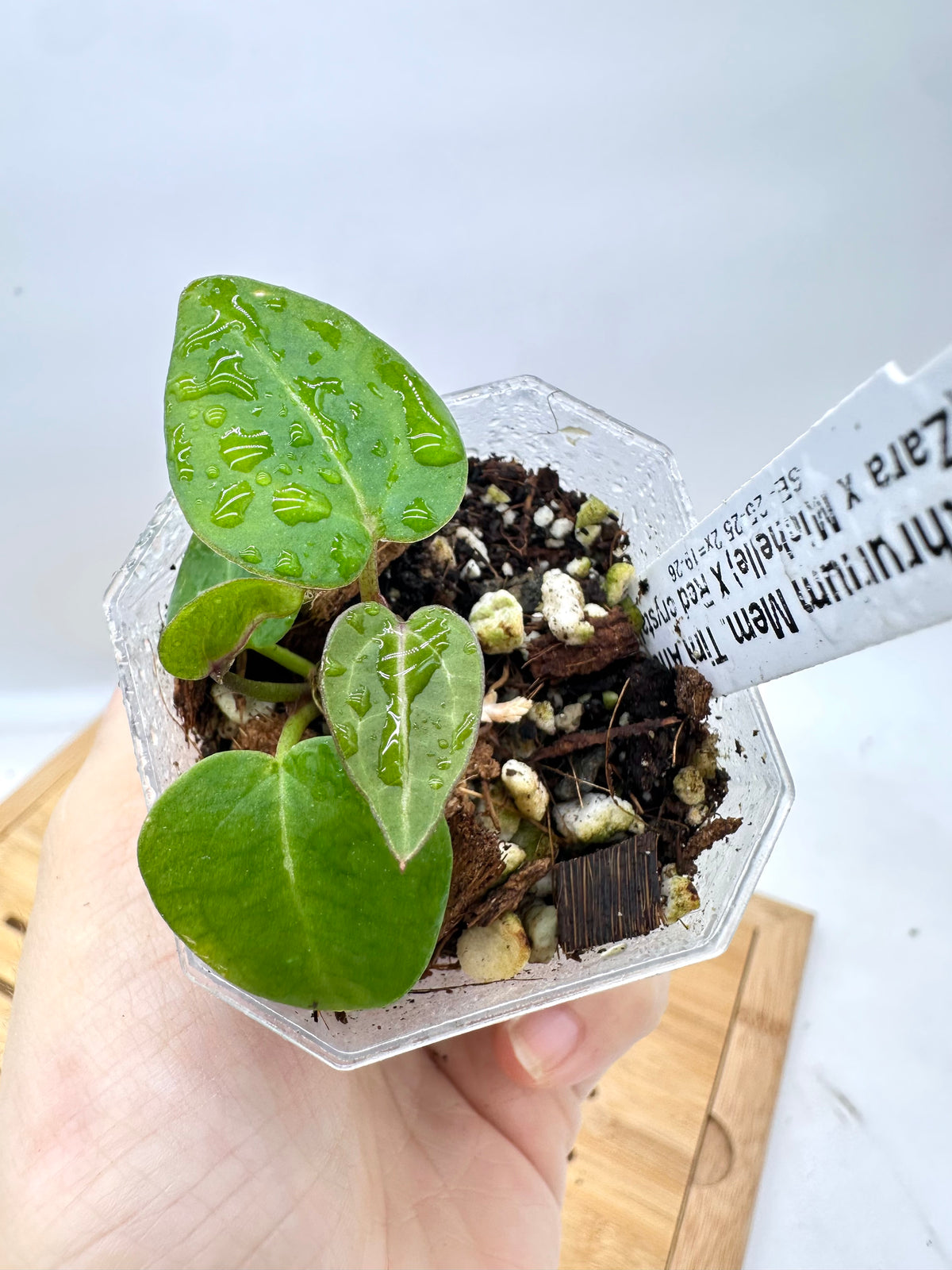 Hoya Obovata ‘Amelia’ Outer Variegated - Rare Find