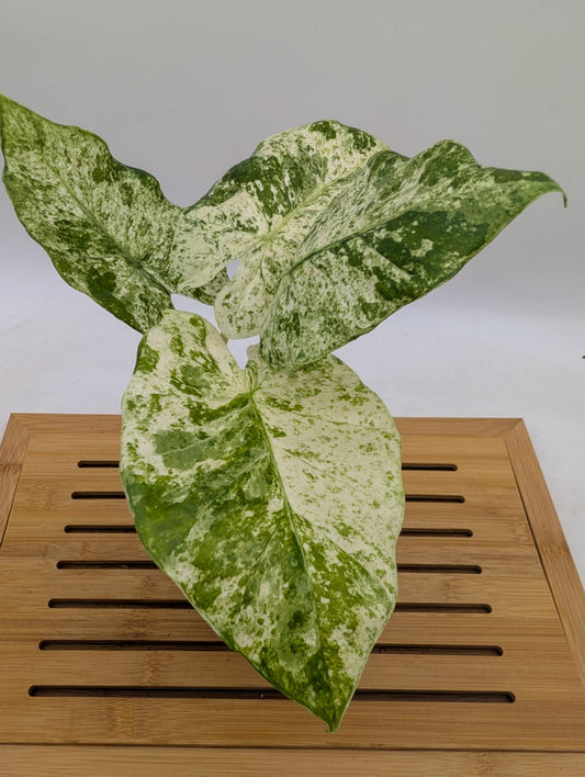 Alocasia Odora Batik