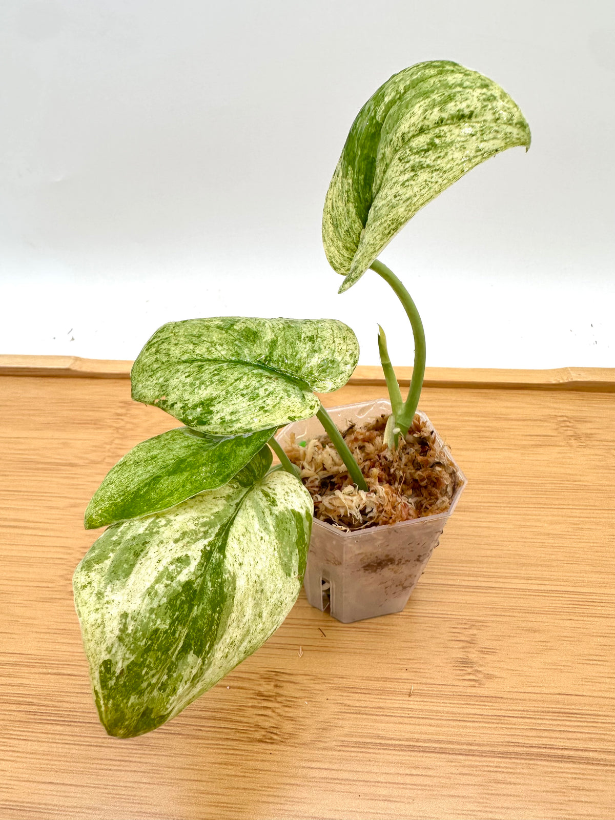 Scindapsus Blue Splash Variegated