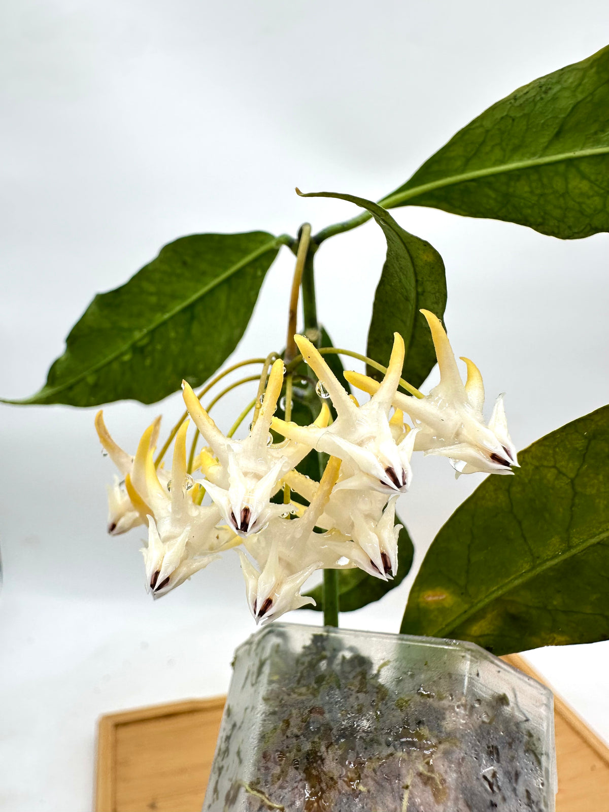 Hoya Multiflora Splash