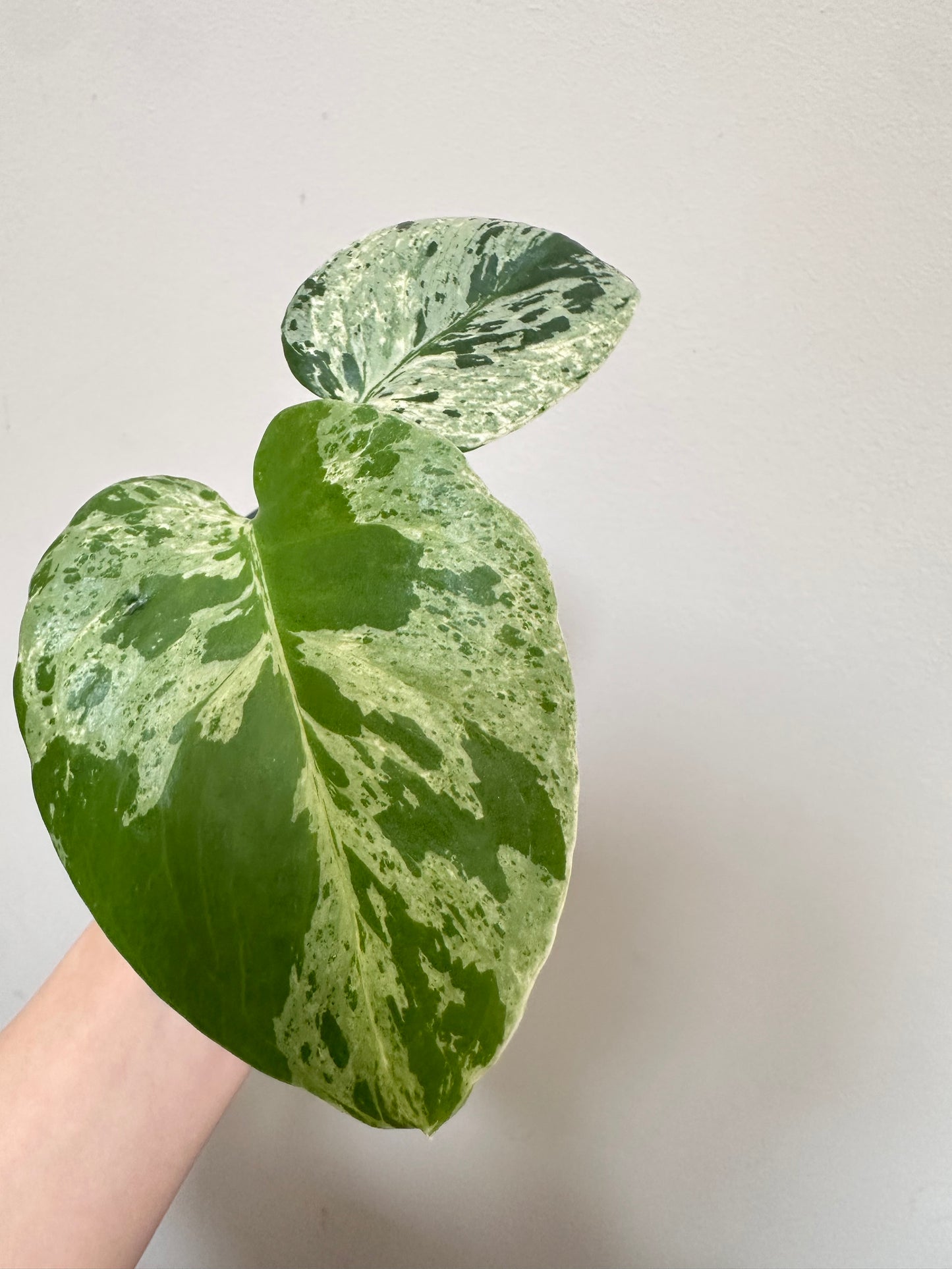 Monstera Bulbasaur - D