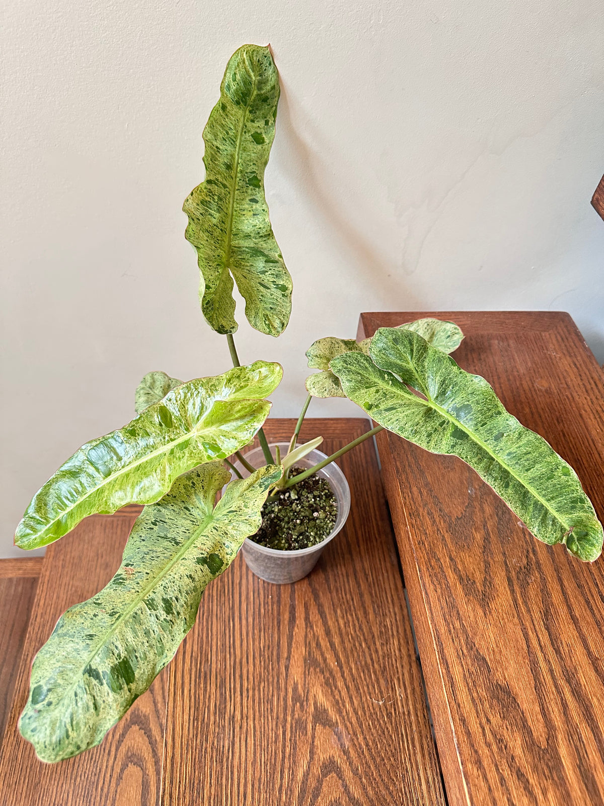 Philodendron Paraiso Verde (Reverted Aurea) - Size Large