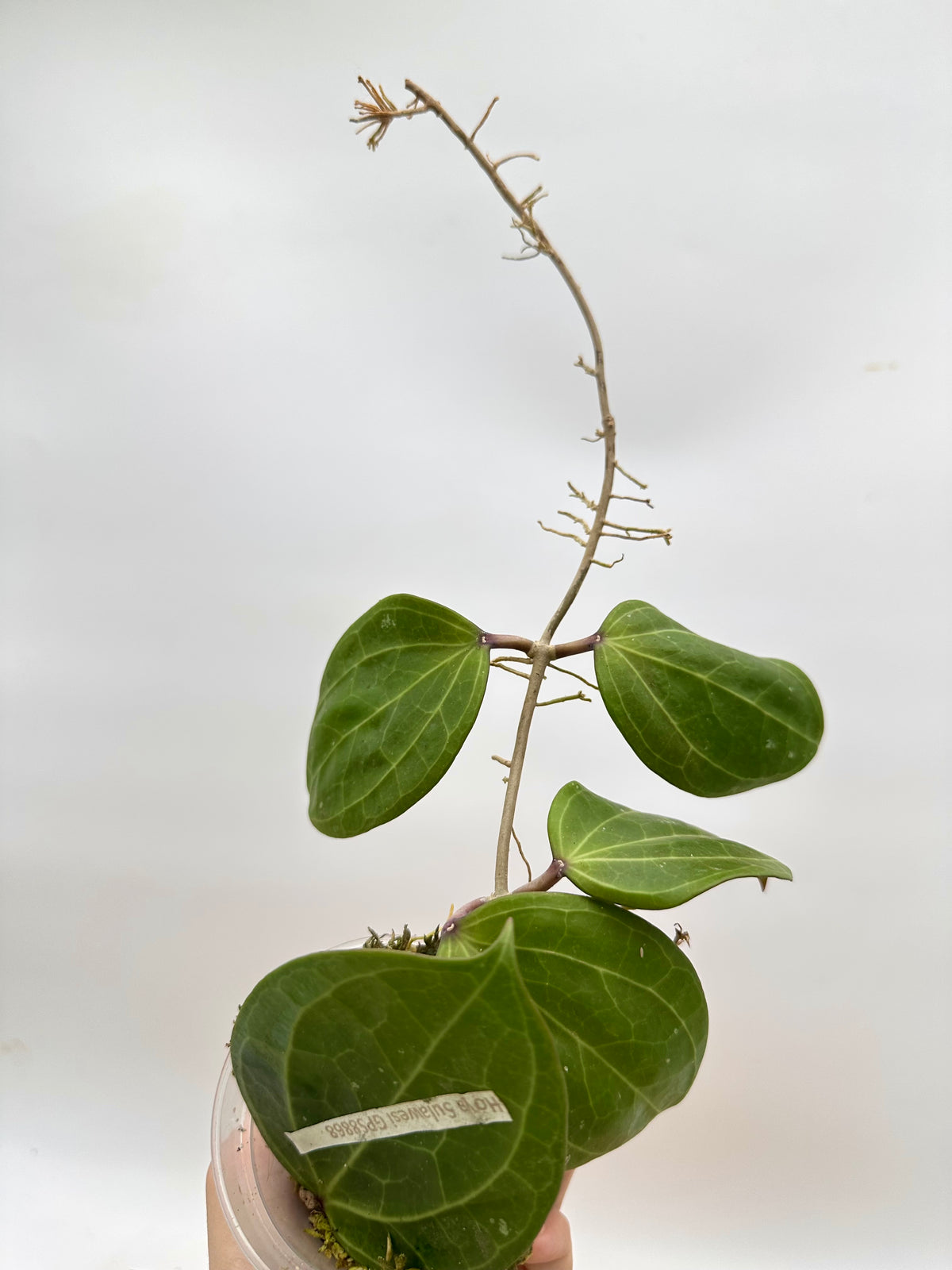 Hoya Sulawesi GPS8868