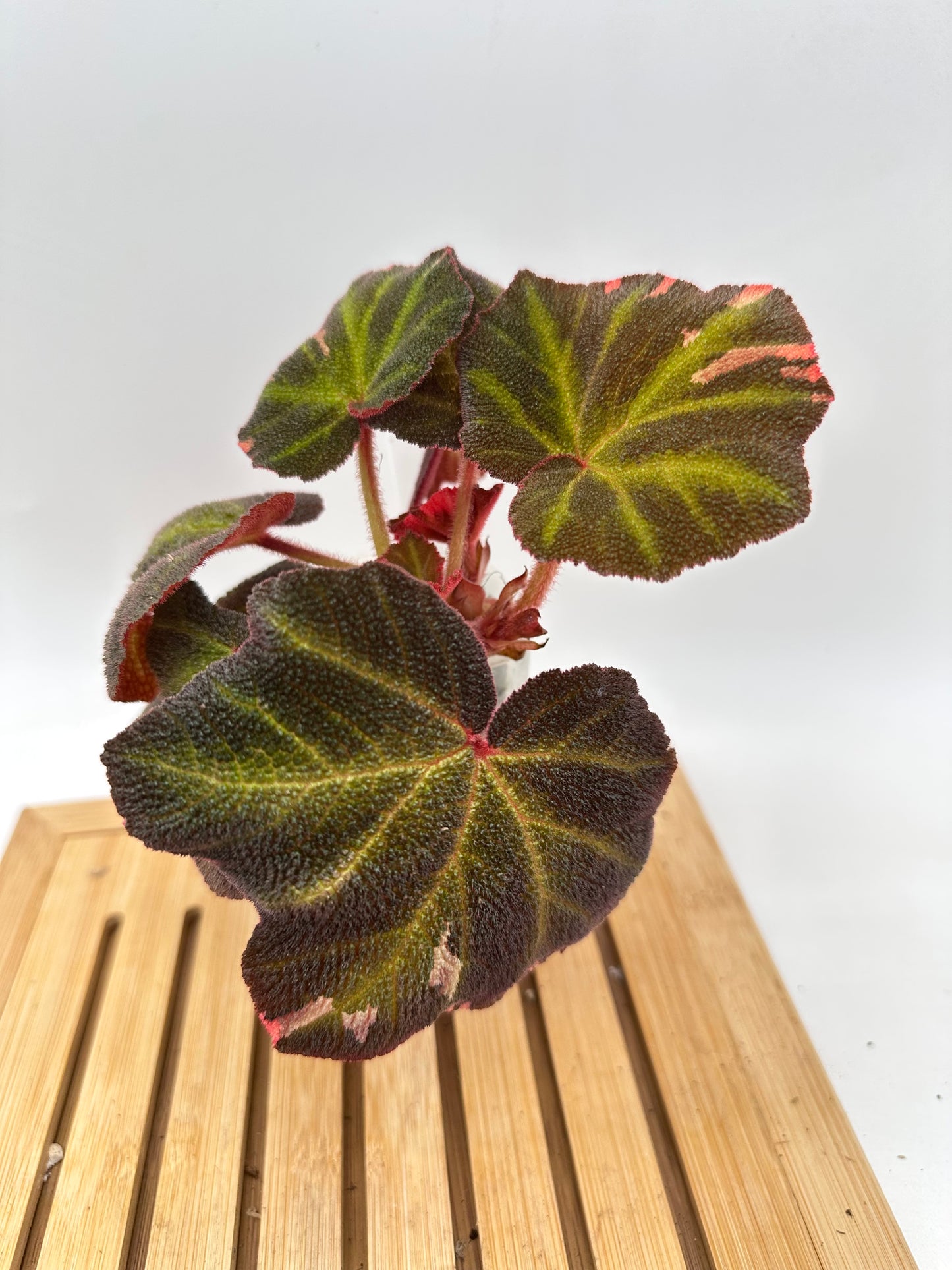 Begonia Soli Mutata Pink Variegated