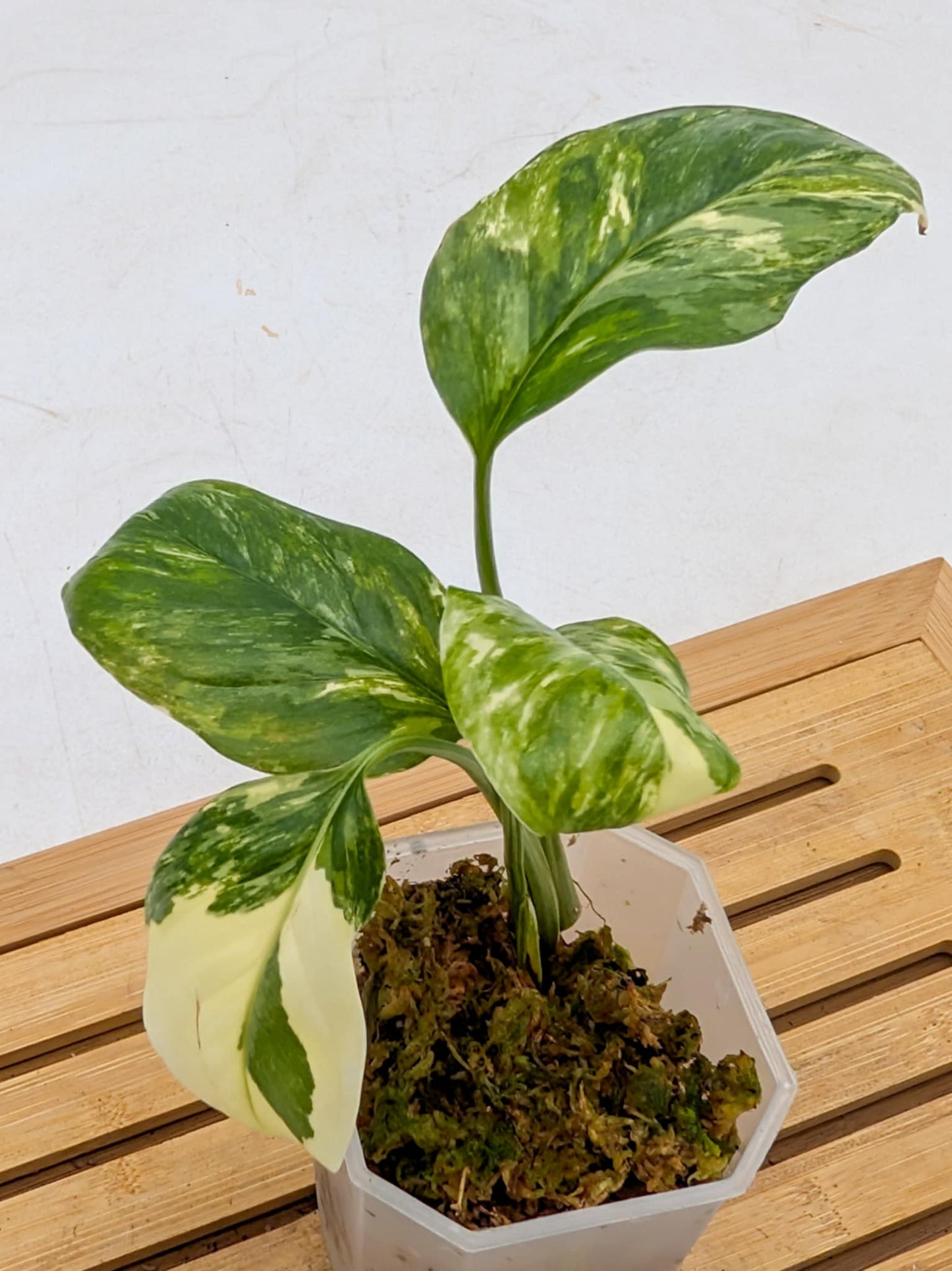 Monstera Lechleriana Albo Variegated