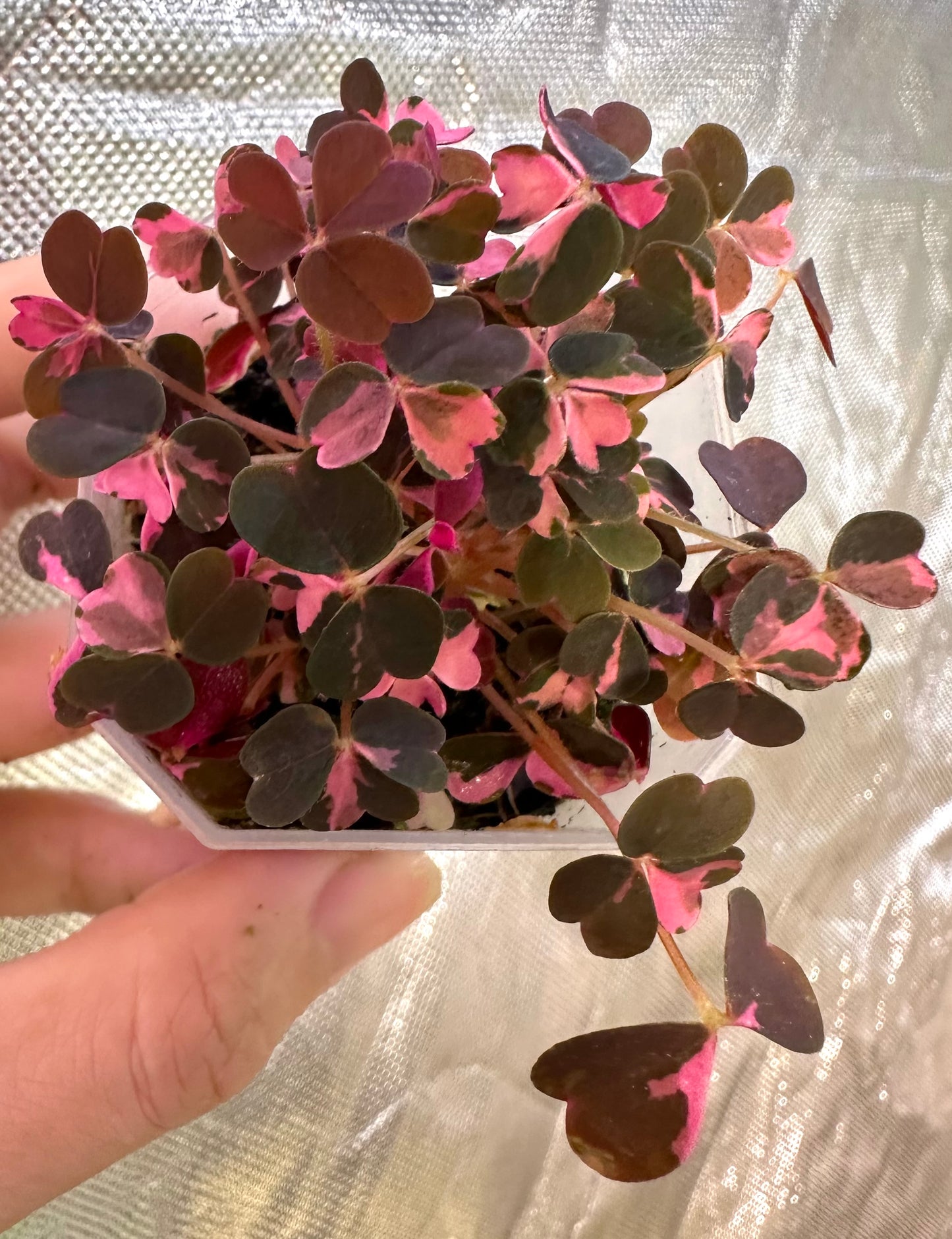 Oxalis ‘Plum Crazy’ Pink Variegated - Multiple growths