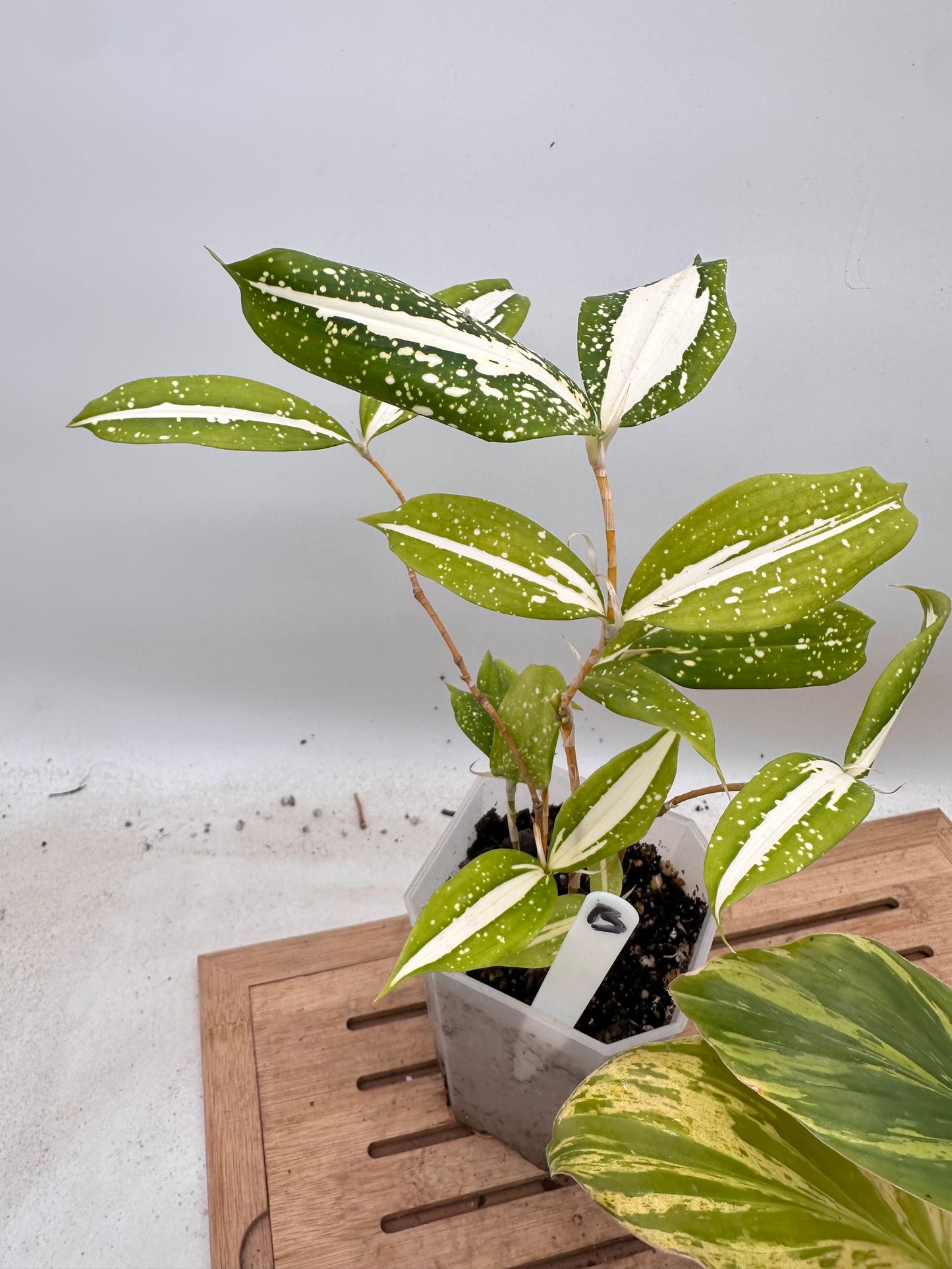 Combo Sale - Variegated Kaempferia & Dracaena ‘Milky Way’