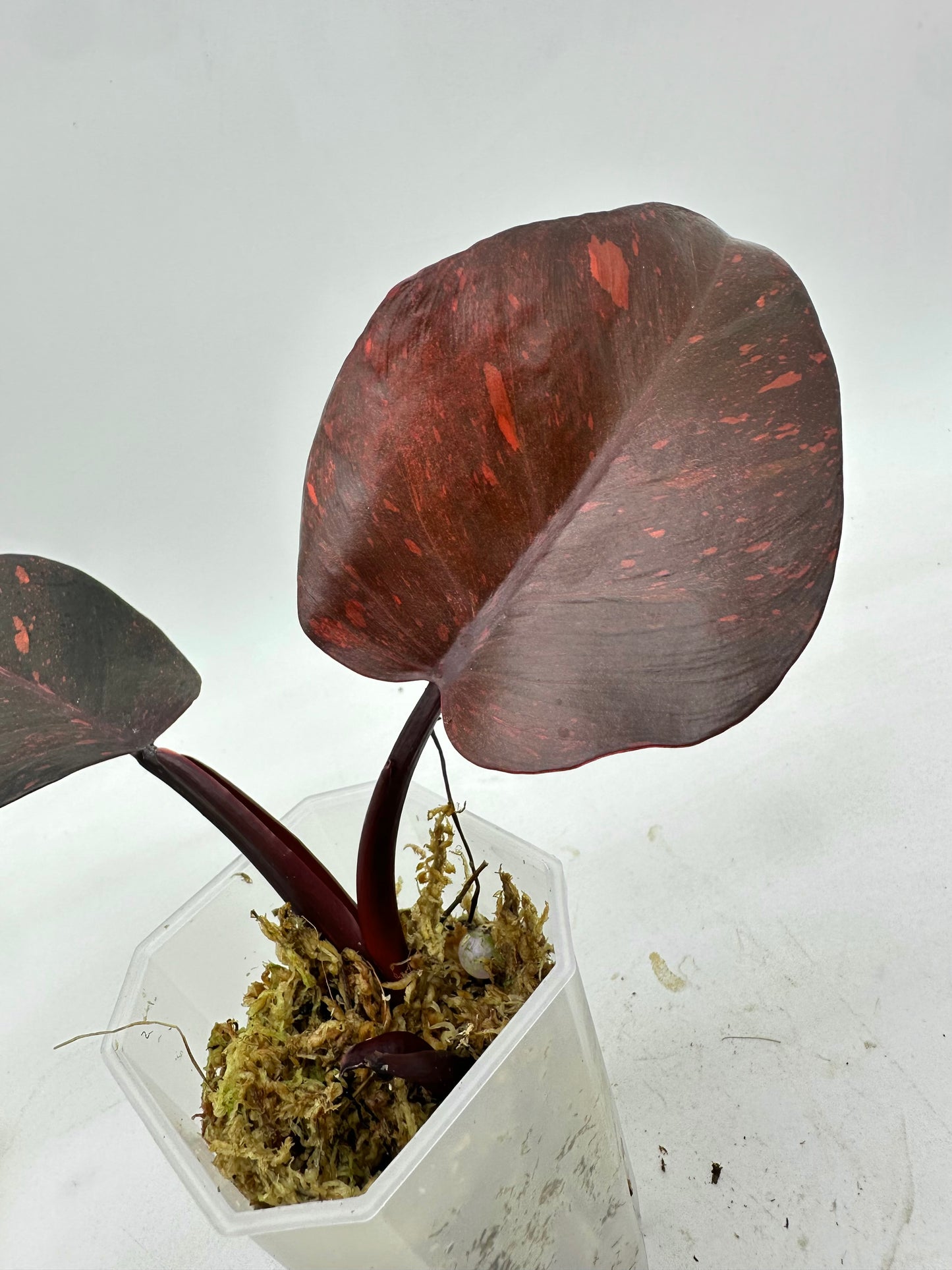 Philodendron Orange Princess Variegated