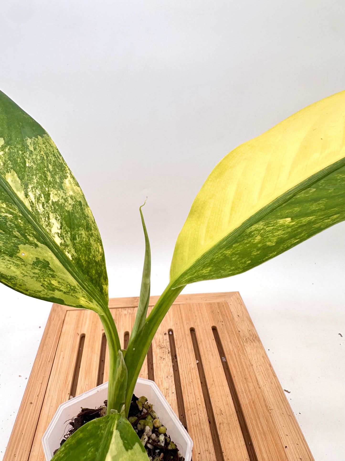 Dieffenbachia ‘Big Ben’ Variegated