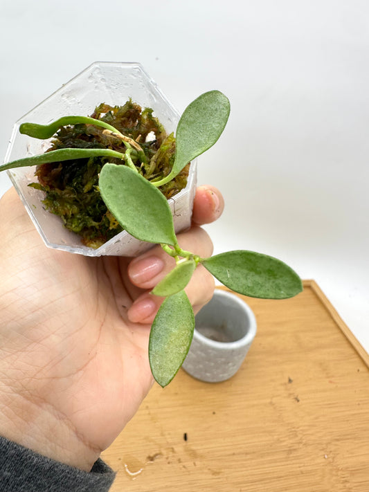 Hoya Nummularioides Silver