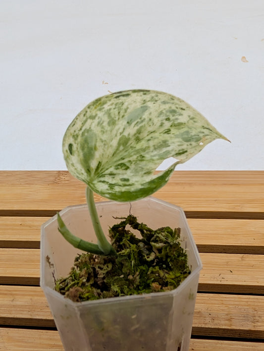 Scindapsus Peasun