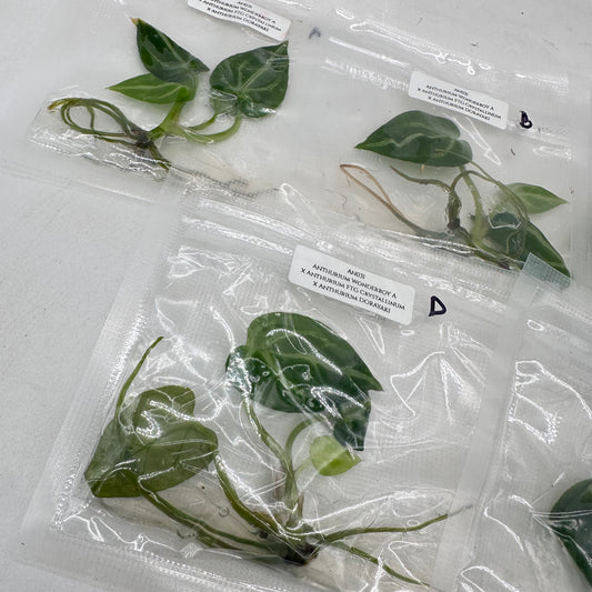 Tissue Culture - Anthurium Wonderboy A x FTG Crystallinum x Dorayaki